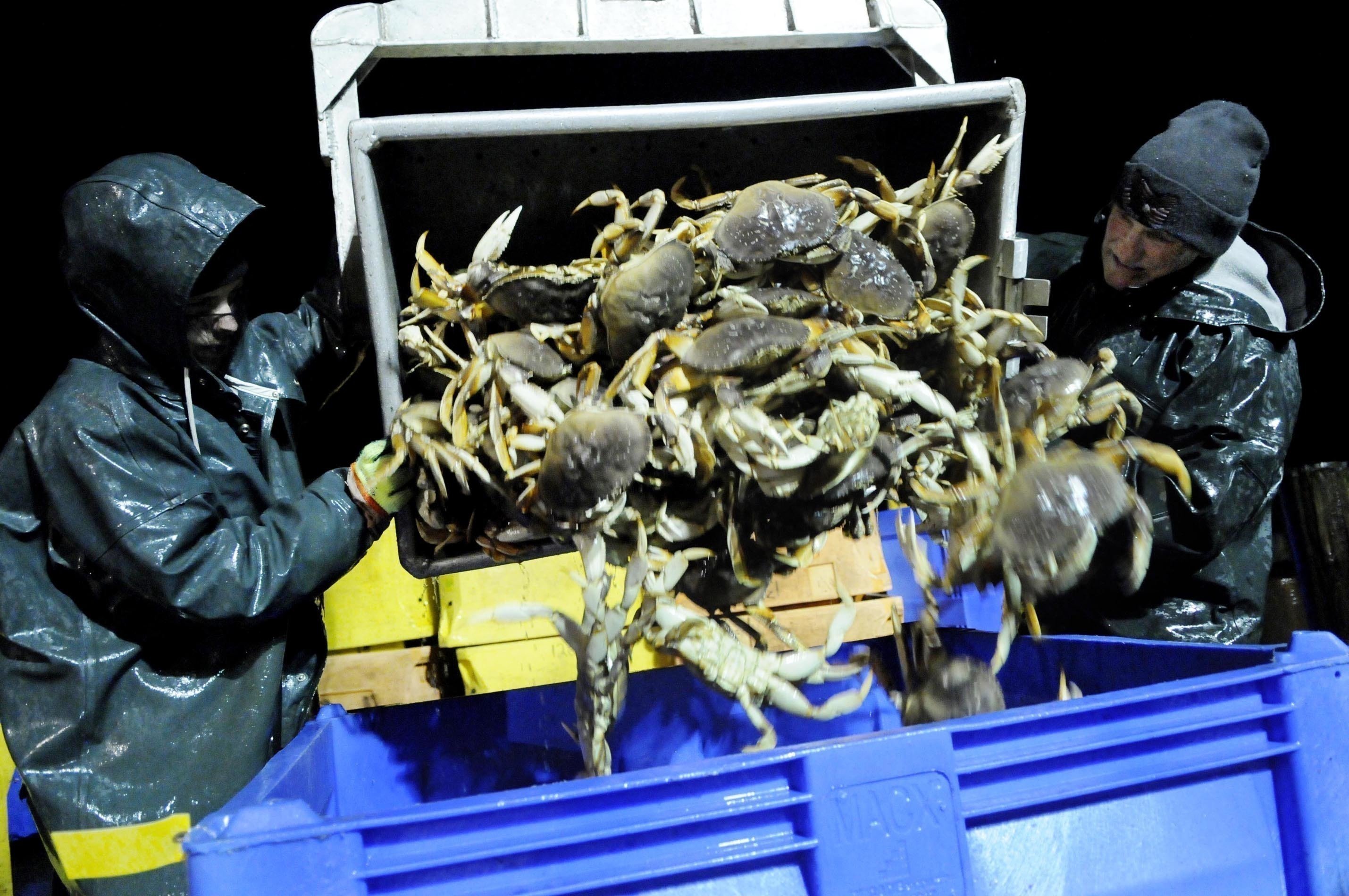 Crab season delayed again in Oregon AP News