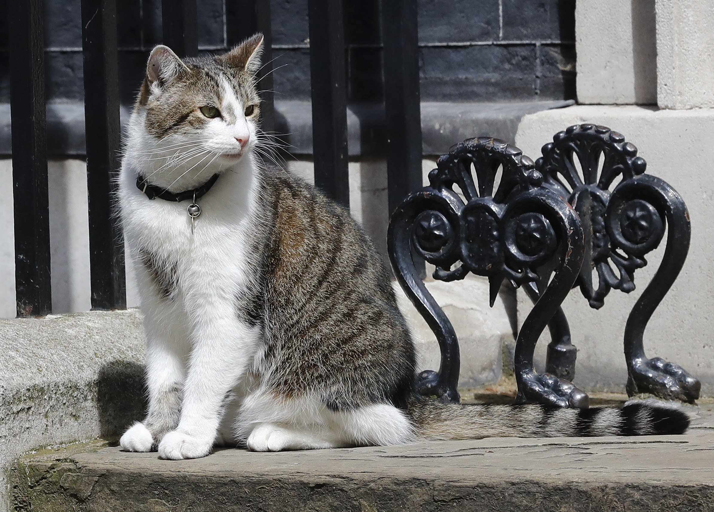 Animal uk. Кот мышелов на Даунинг стрит. Коты на Даунинг-стрит 10. Downing Street кот Ларри. Мышелов Ларри.