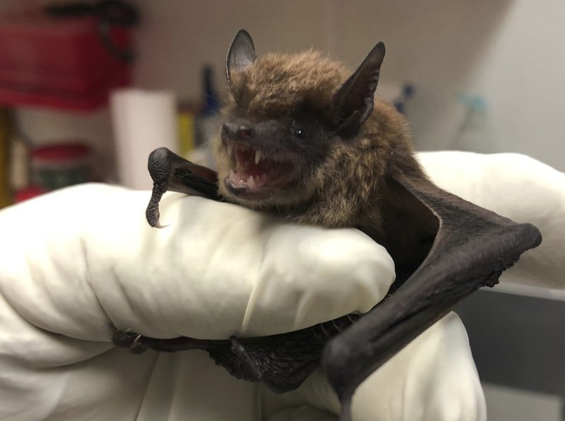 Coulee Region Humane Society Rescues Awakened Bats
