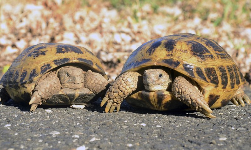 Turtles Can Make Great Pets But Do Your Homework First