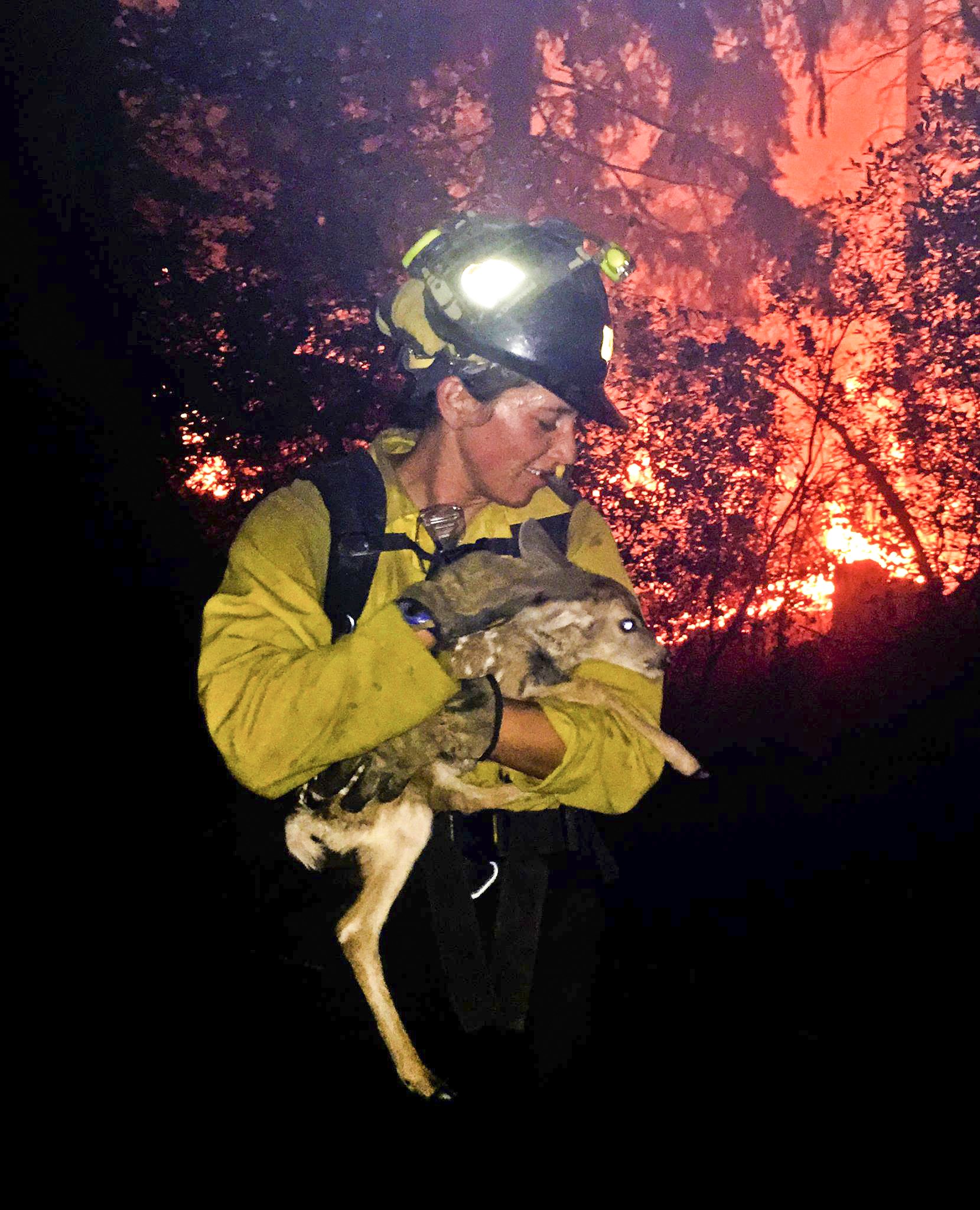 Fire save. Forest Firefighter. Outdoor Rescue in Night. While putting out Forest Firefighters other carry Portable Equipment so Called.