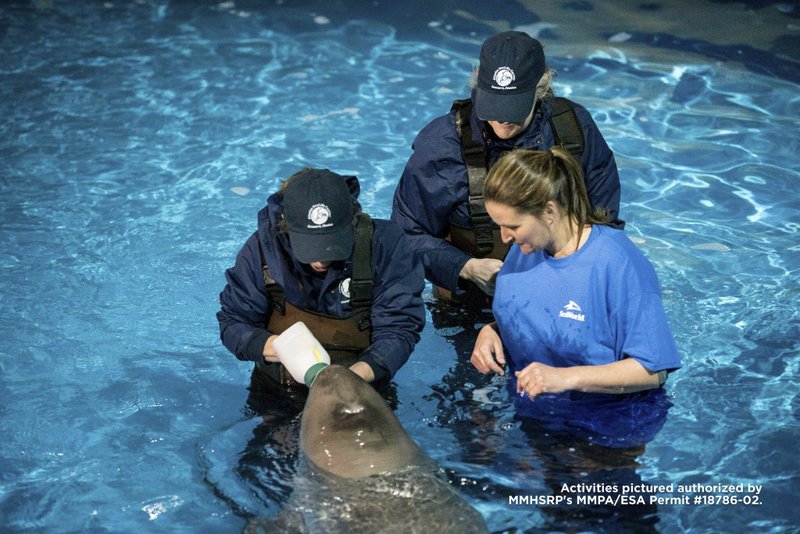 Beluga Calf Rescued Off Alaska Moved To Seaworld San Antonio