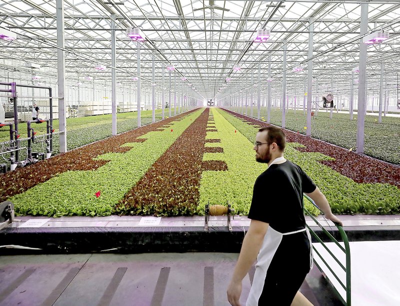 Greenhouse Disrupting Food Systems With Aquaponics