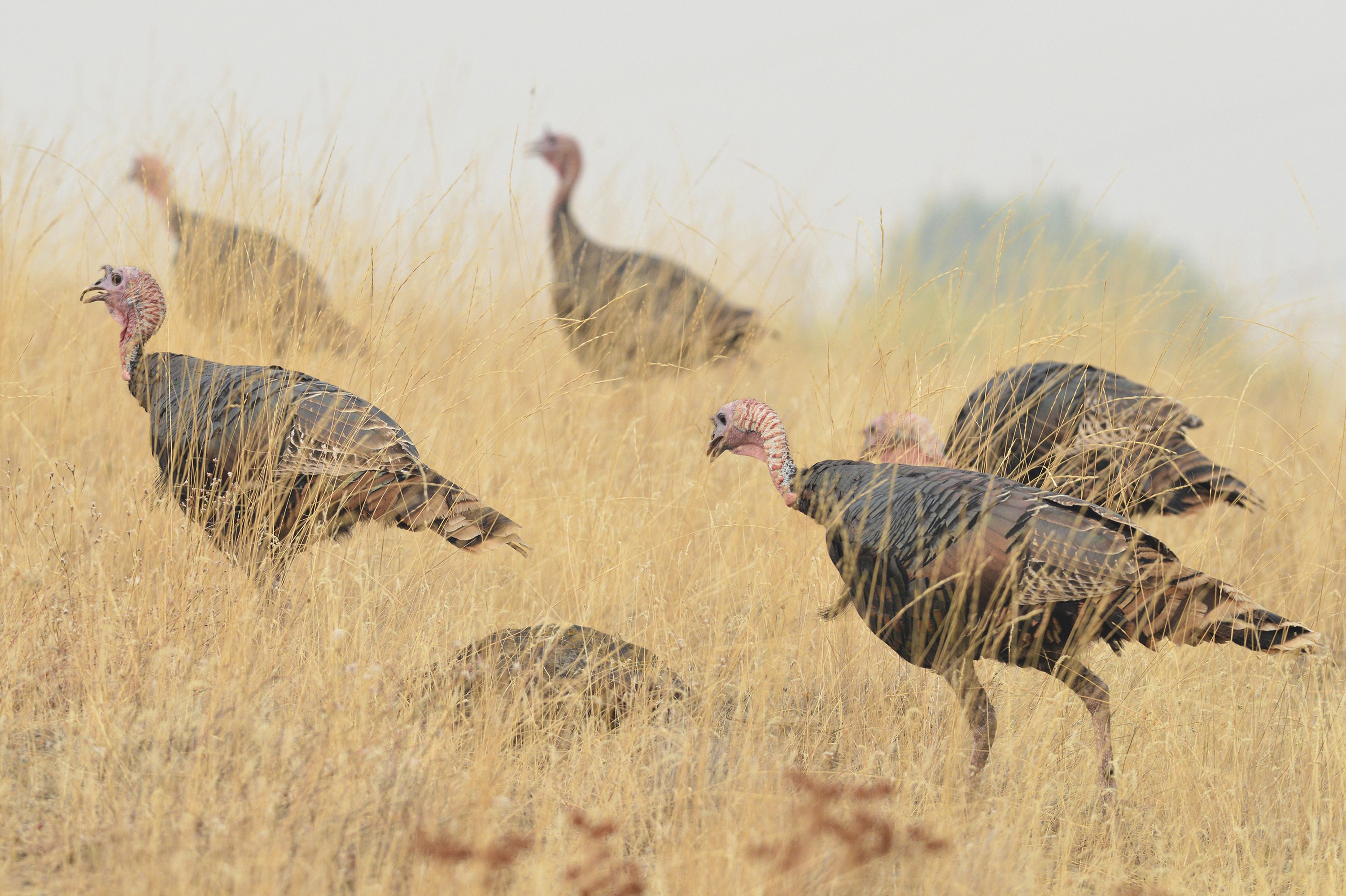 Oregon town seeks solutions to wild turkeys, their droppings AP News
