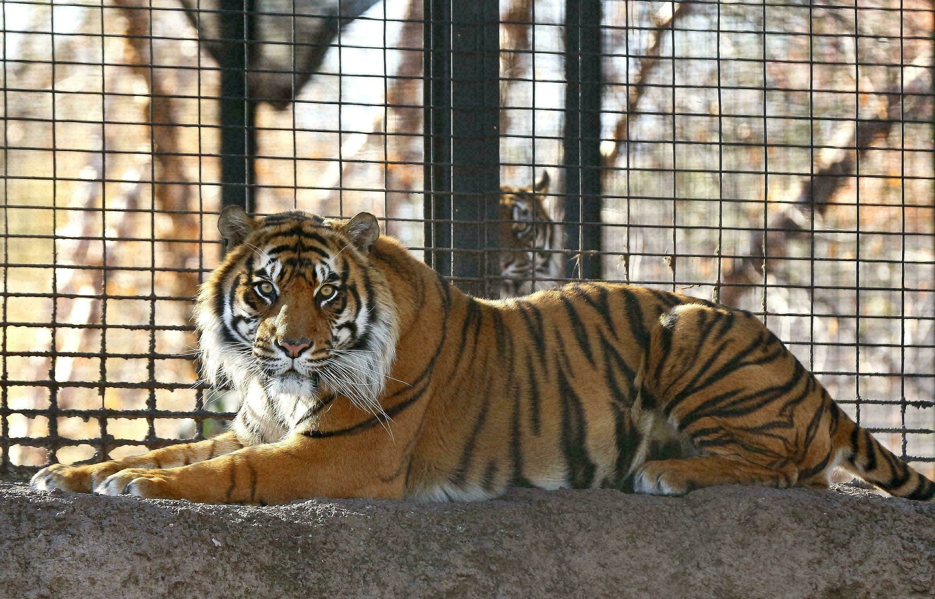 Zoo investigates animal handling after tiger attacks worker AP News