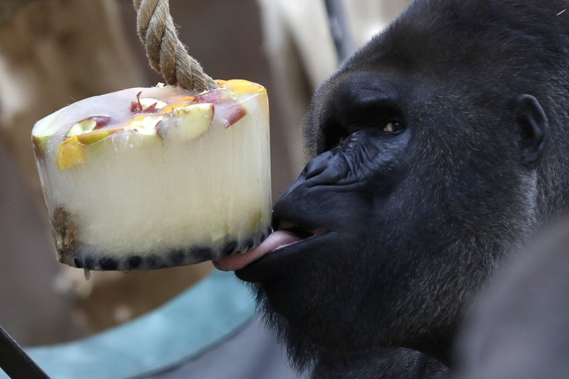 Zoofilia o bestialismo +foto