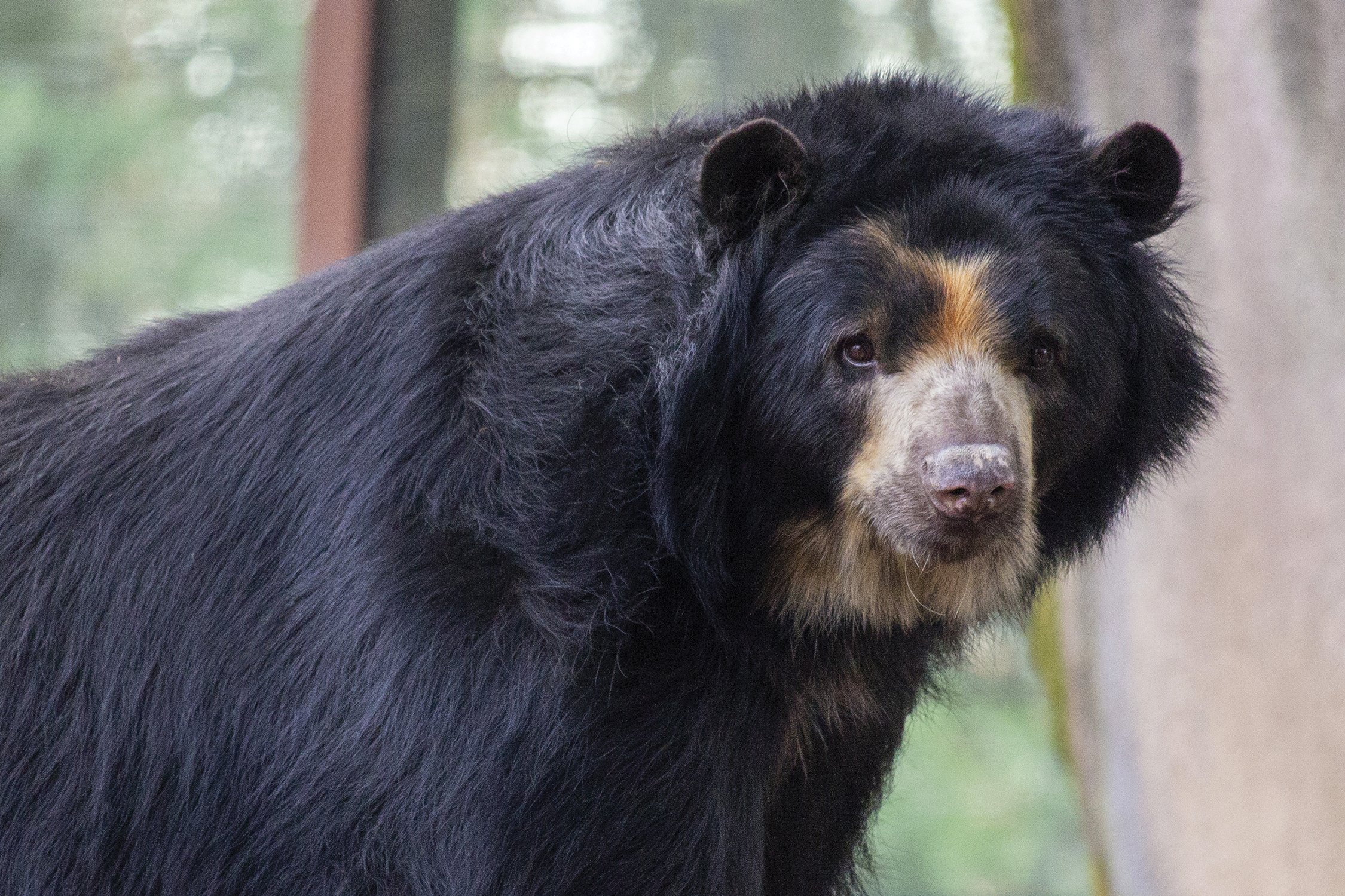 Губач. Обезьяна губач. Медь губач. Andean Bear. Губач Петр.