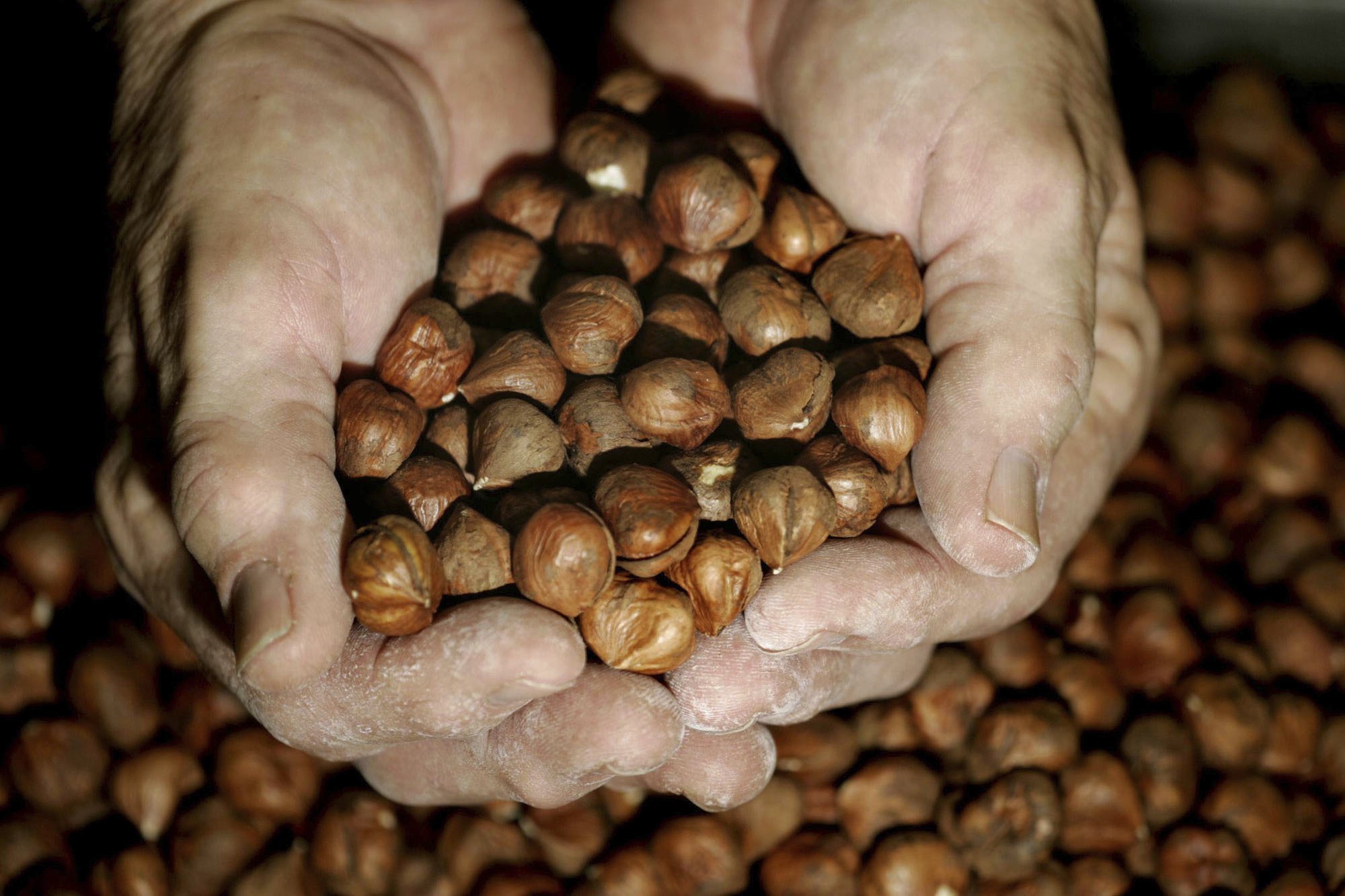 Oregon hazelnut growers expect bumper crop AP News