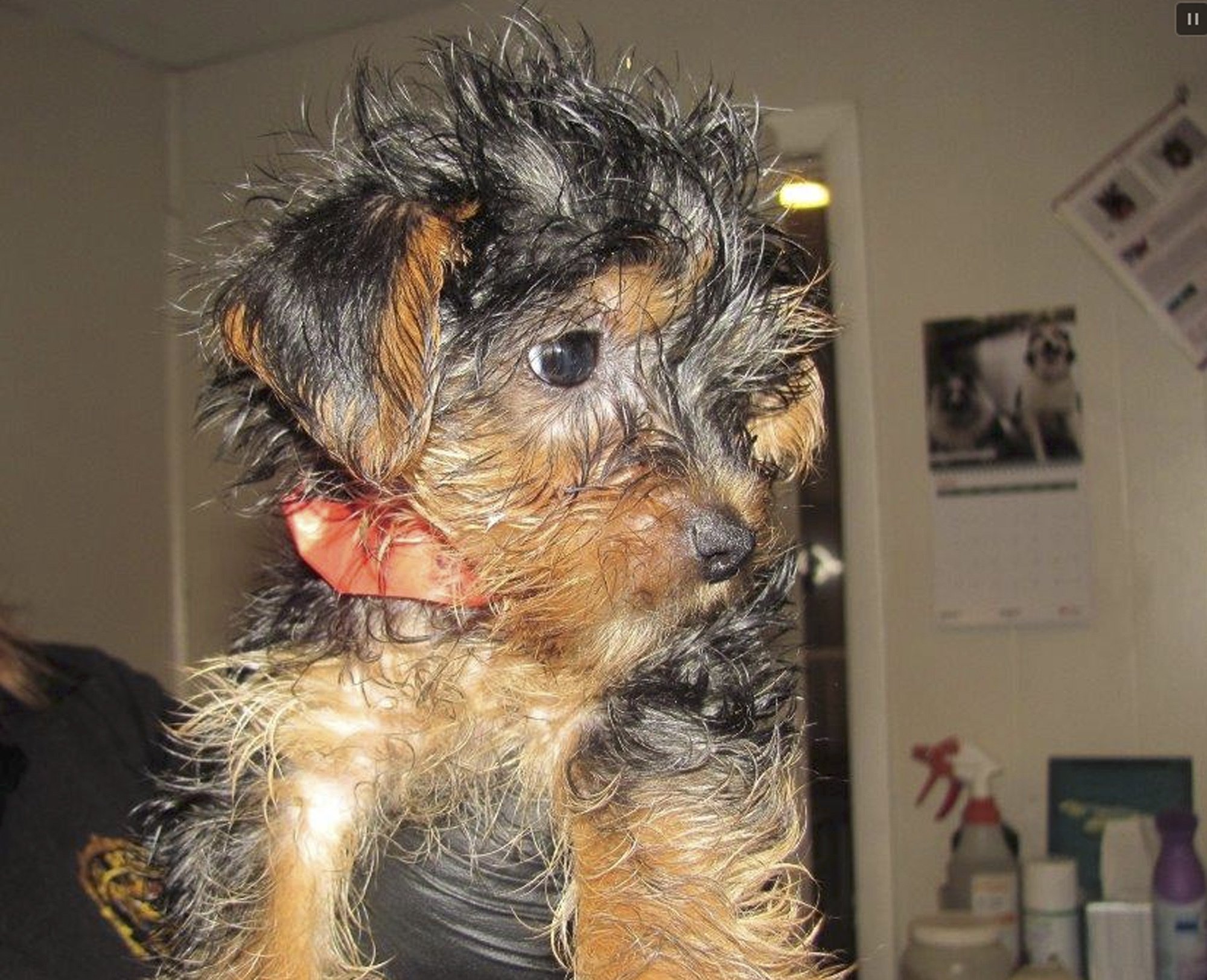 Breeder who sold sick puppies barred from pet ownership AP News