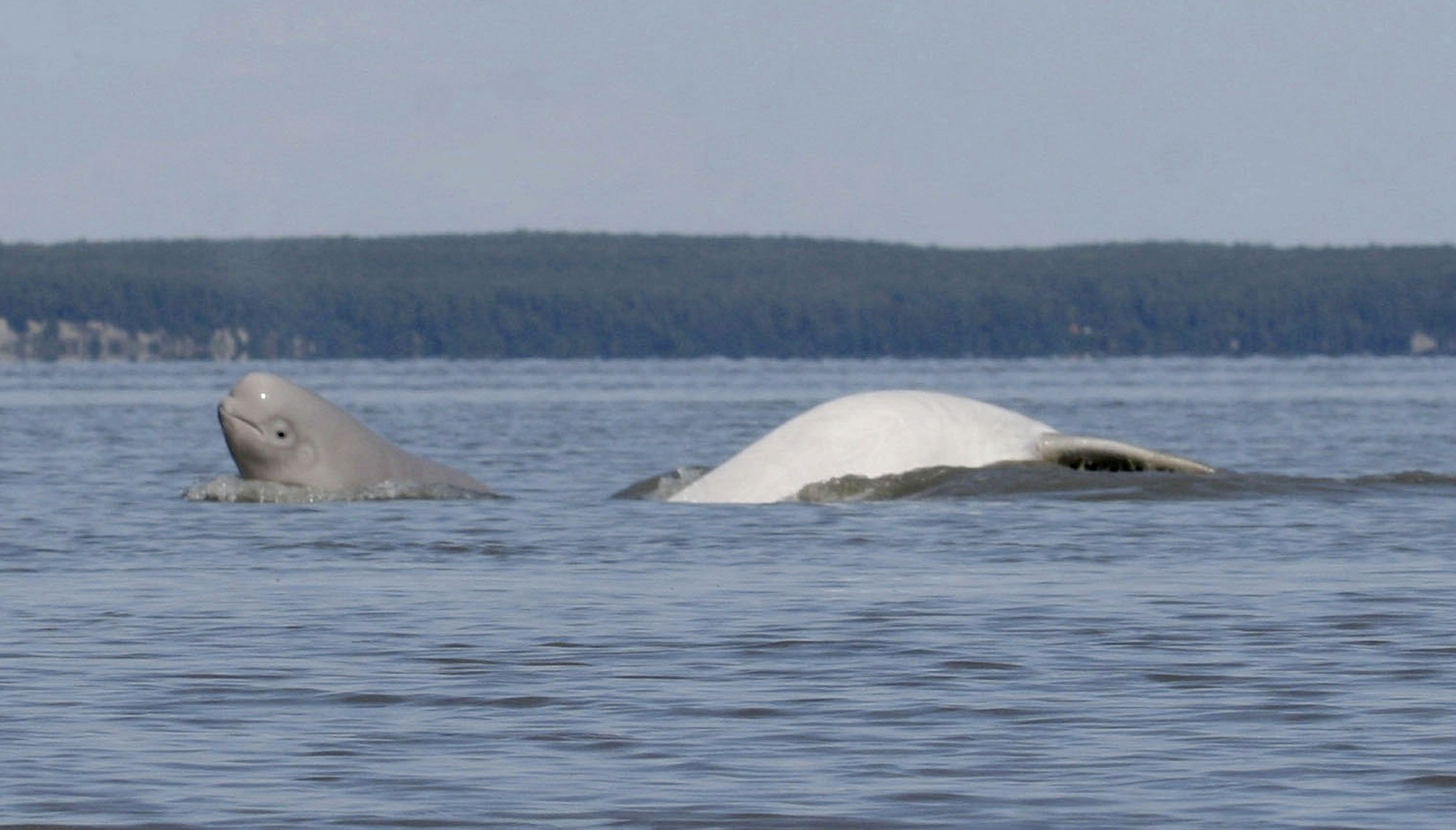 Research shows diet shift of beluga whales in Alaska inlet AP News