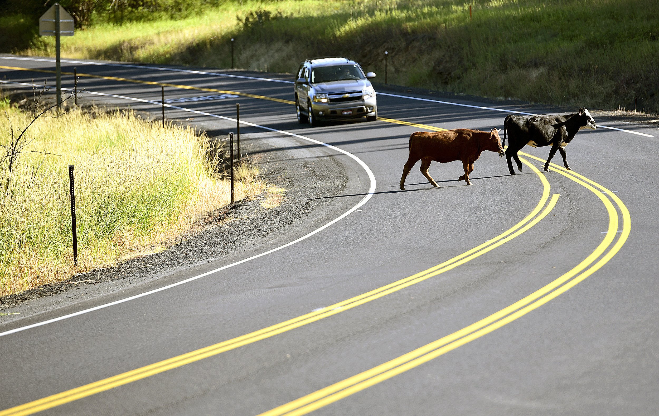 Idaho open range law vague on what qualifies as 'livestock'