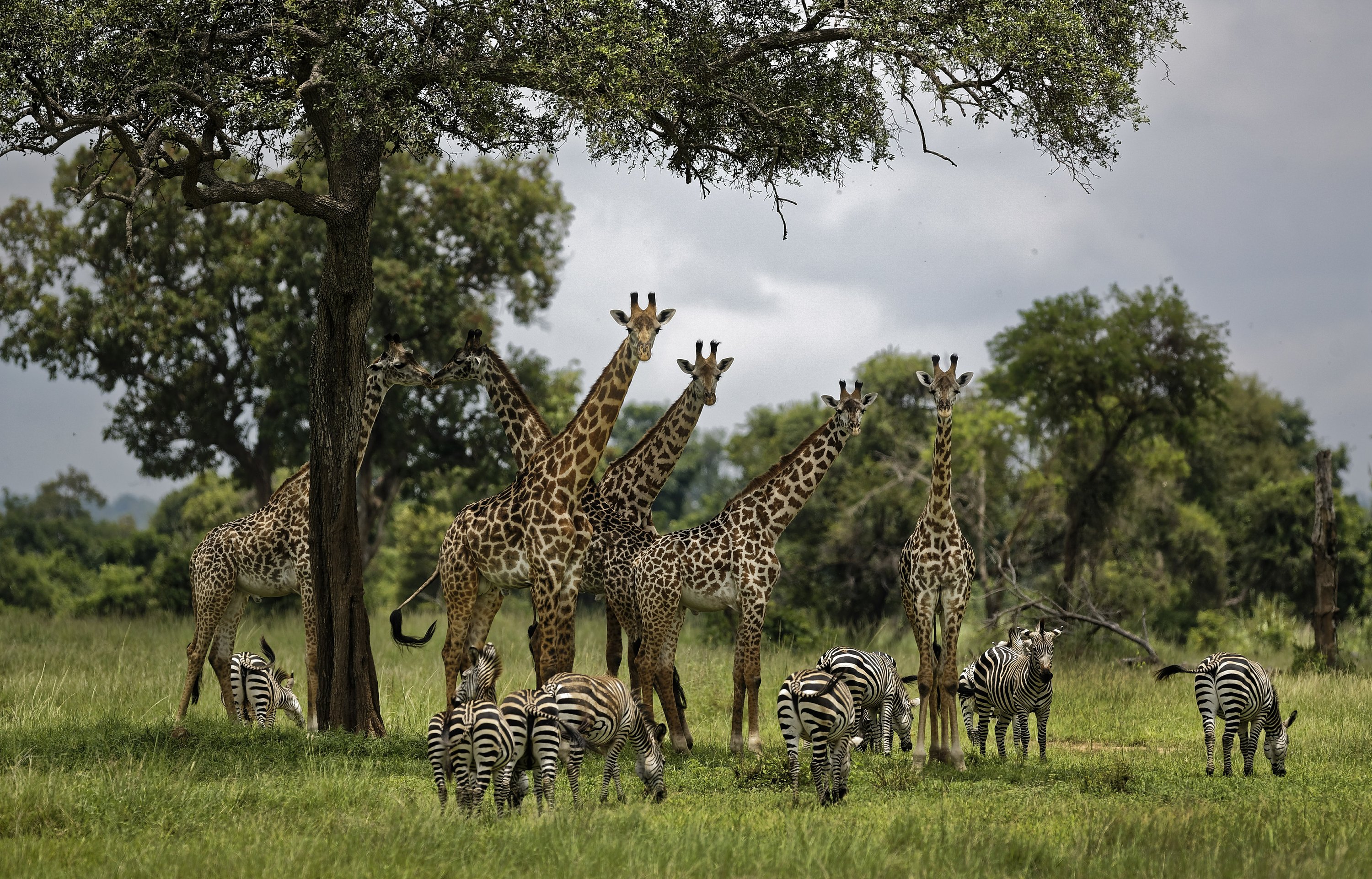 Giraffes a tentative step closer toward federal protections Giraffes a tentative step closer toward federal protections