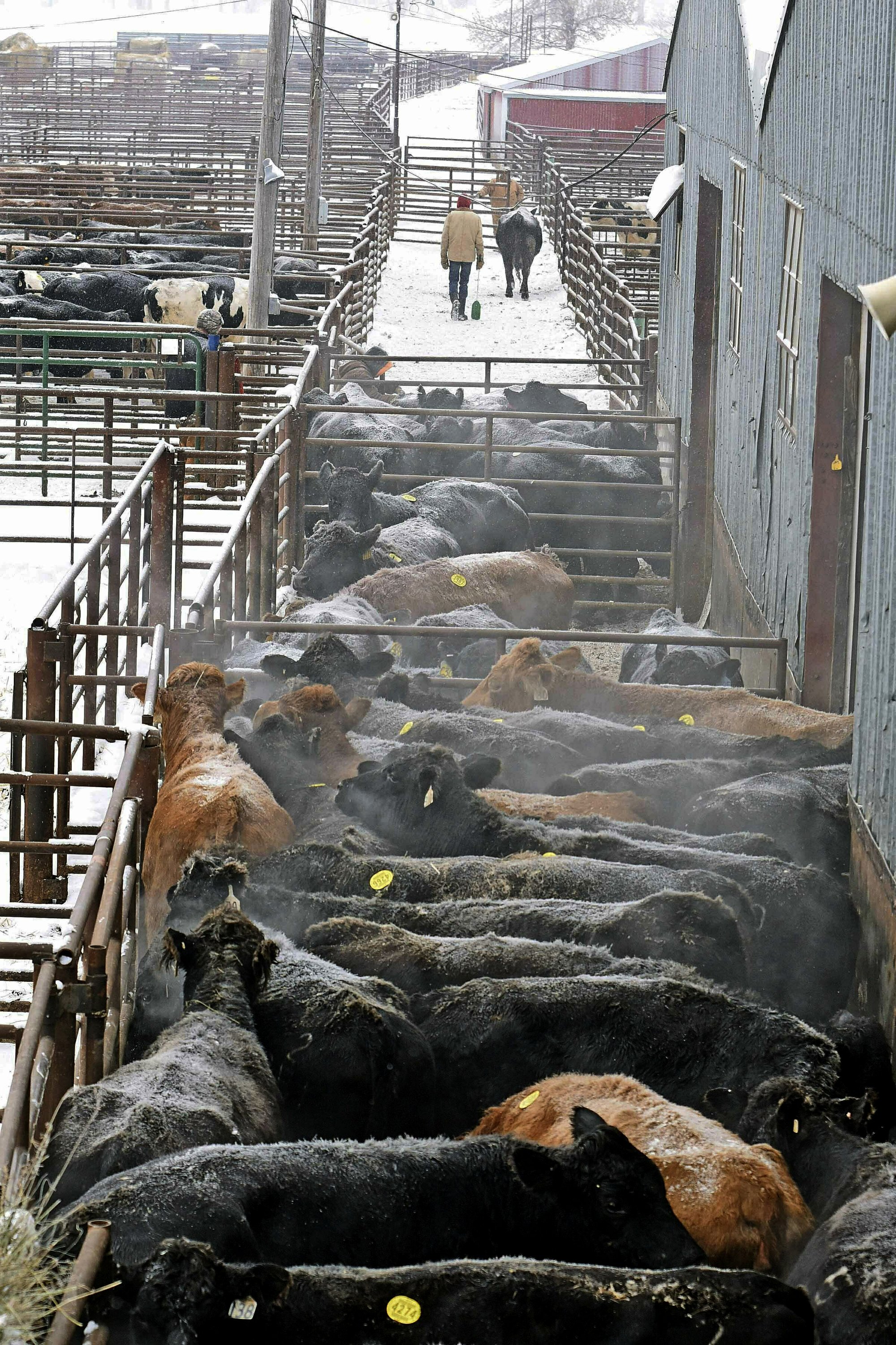 Subfreezing temperatures threaten North Dakota cattle AP News