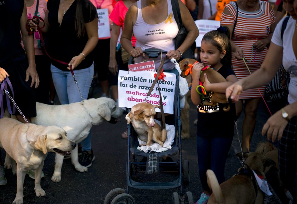 In possible first, Cuba allows march by animal activists | AP News In possible first, Cuba allows march by animal activists | AP News
