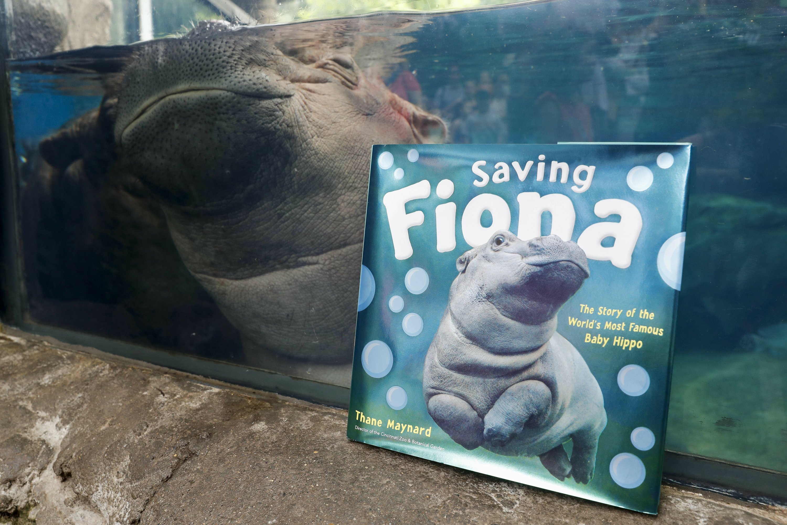 Professor Fiona Famous Baby Hippo An Educational Force