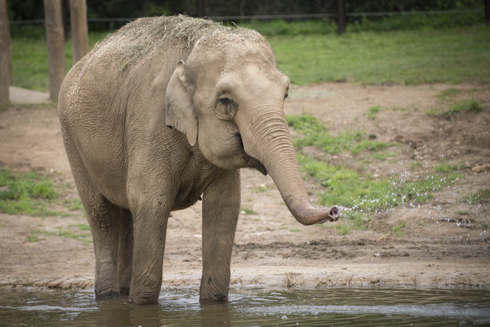 Ohio zoo celebrates Elephant Day with pregnancy announcement AP News