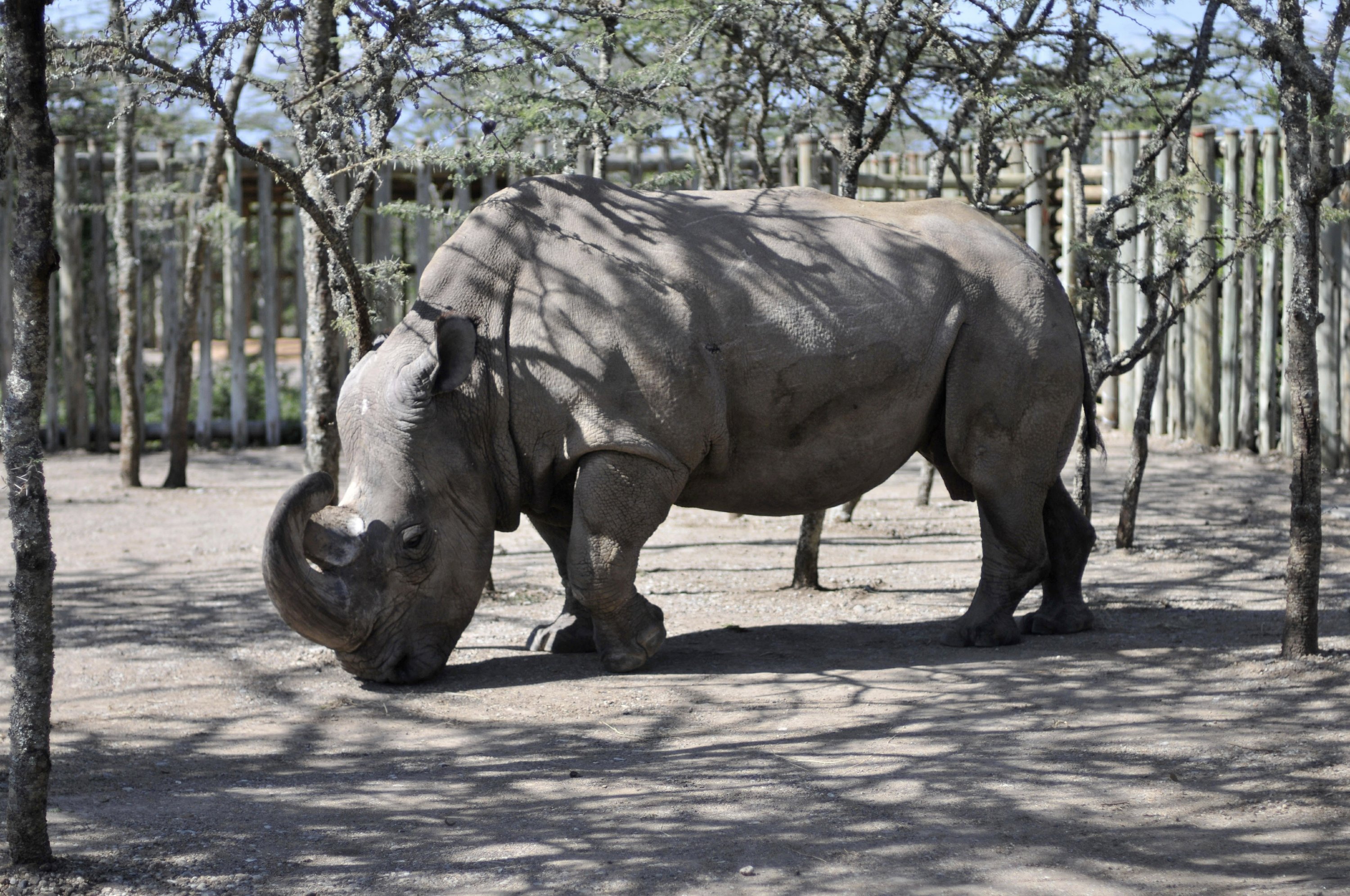 World's last male northern white rhino gets help from Tinder