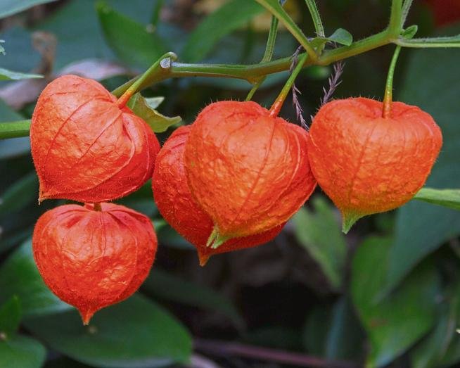 Uses Of Ashwaganda Or Winter Cherry Ap News