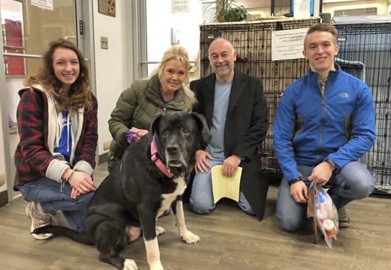 After 445 Days At Kc Shelter Mastiff Mix Finally Lands Home