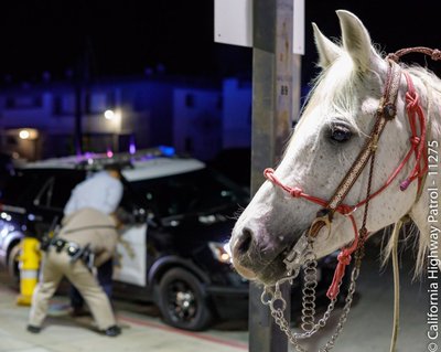 Man rides horse onto CA freeway, booked for riding horse under the influence (apnews.com)