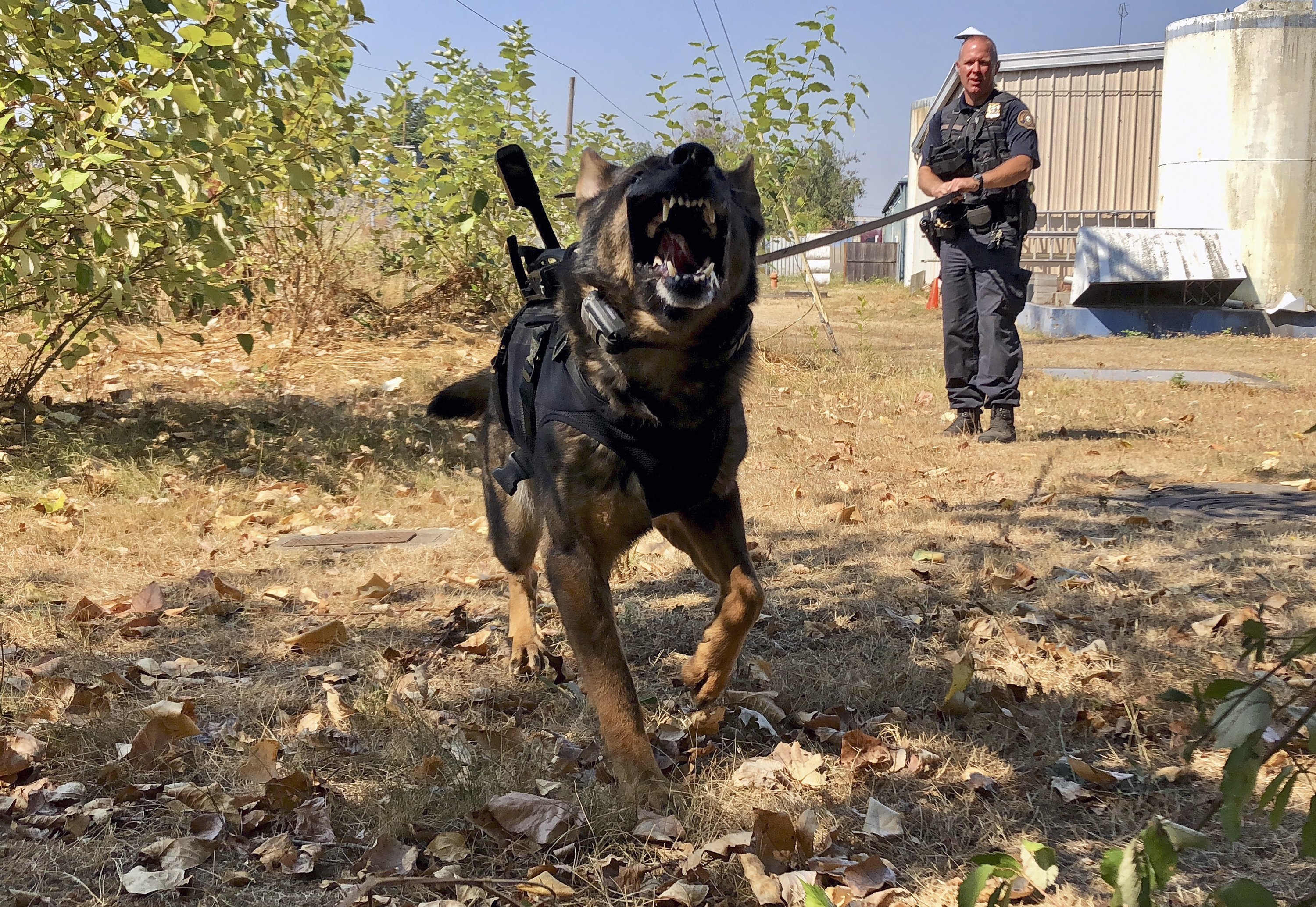 do police officers take their dogs home