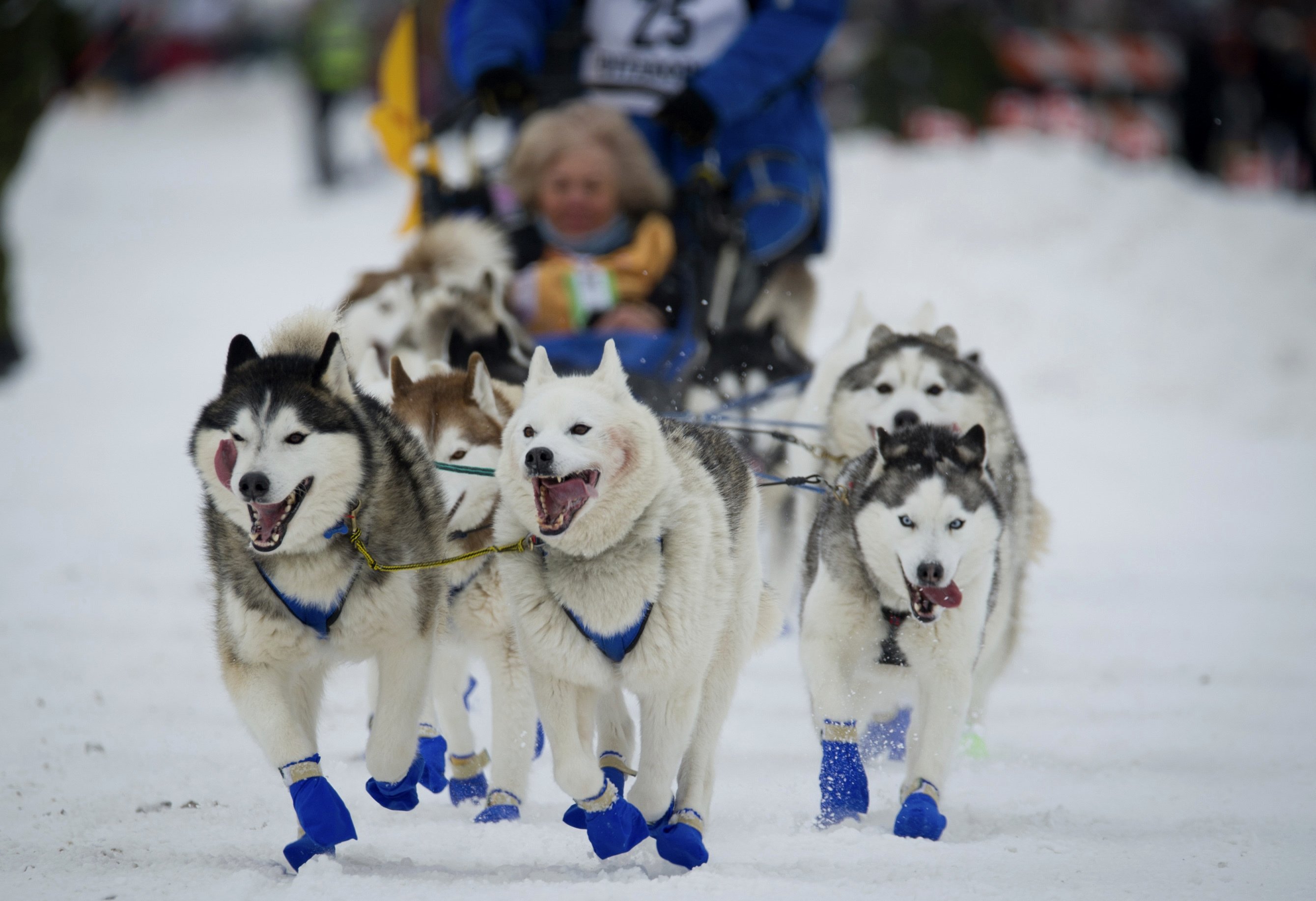 Включи гонки за лайками. Iditarod Trail Sled Dog Race. Собачьи упряжки на Аляске. Гонка на собачьих упряжках на Аляске. Ездовые собаки на Аляске.