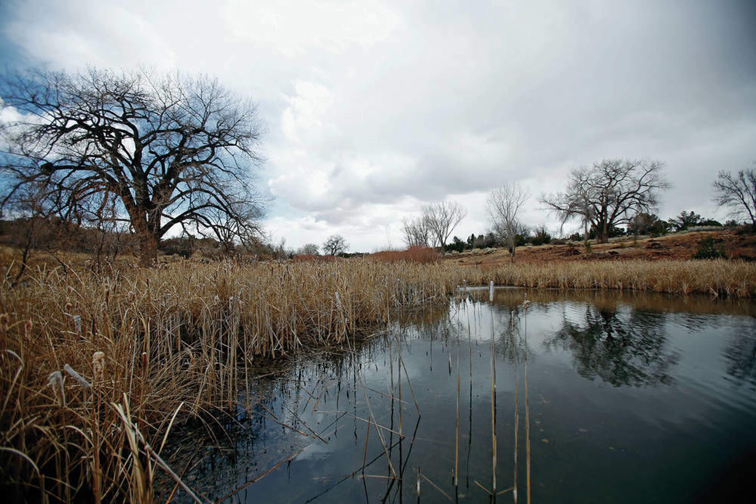 Russian Invaders Tree Threatening New Mexico Wetlands