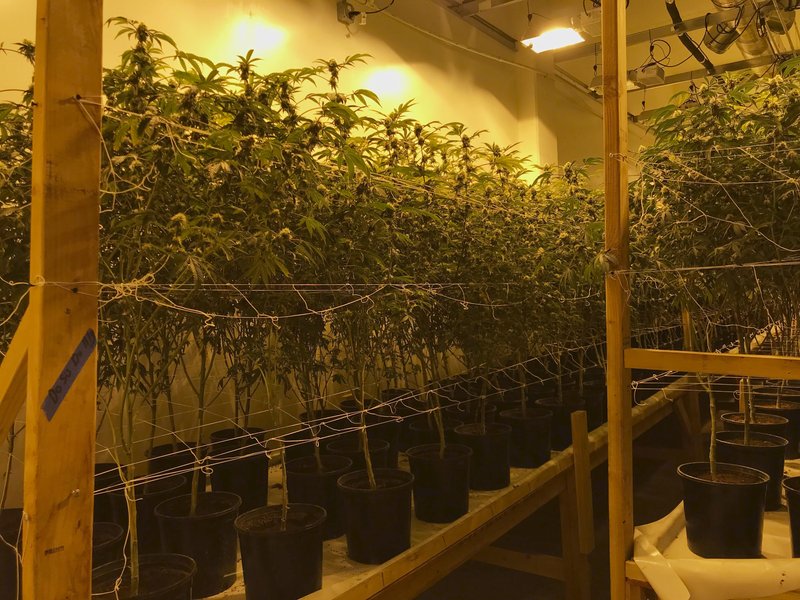 California police bust multimillion-dollar weed 'fortress'