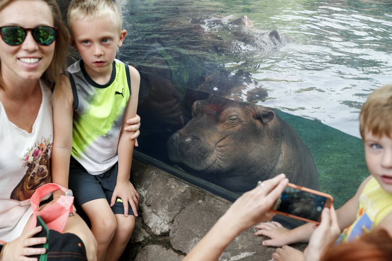 Professor Fiona Famous Baby Hippo An Educational Force