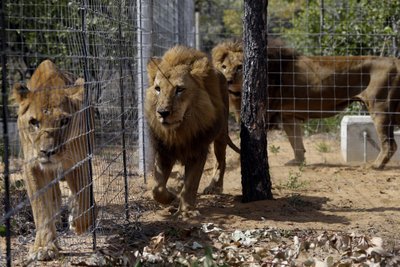 Mueren varios leones sudamericanos en santuario sudafricano | AP News