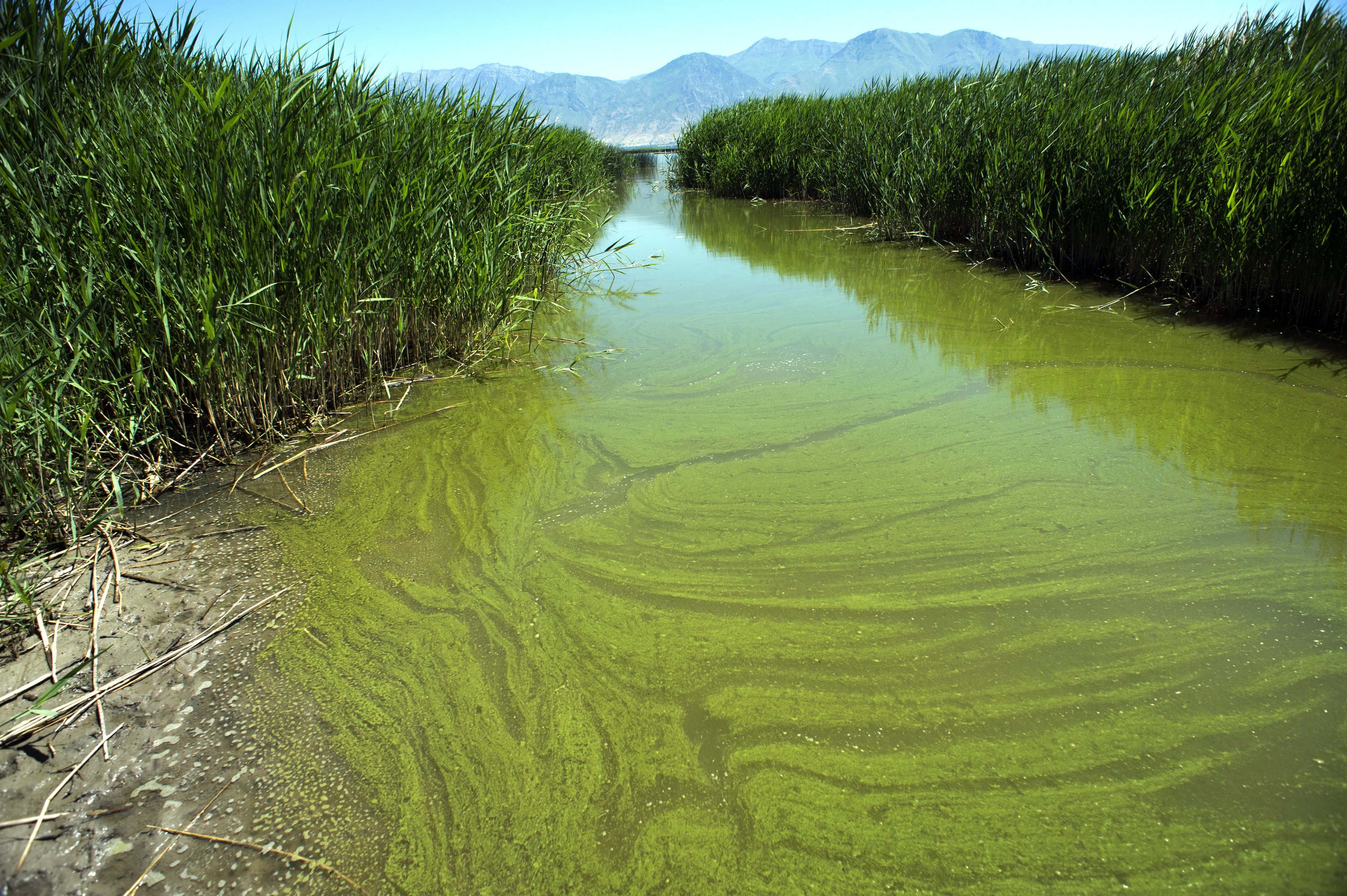 warming-drives-spread-of-toxic-algae-in-us-researchers-say