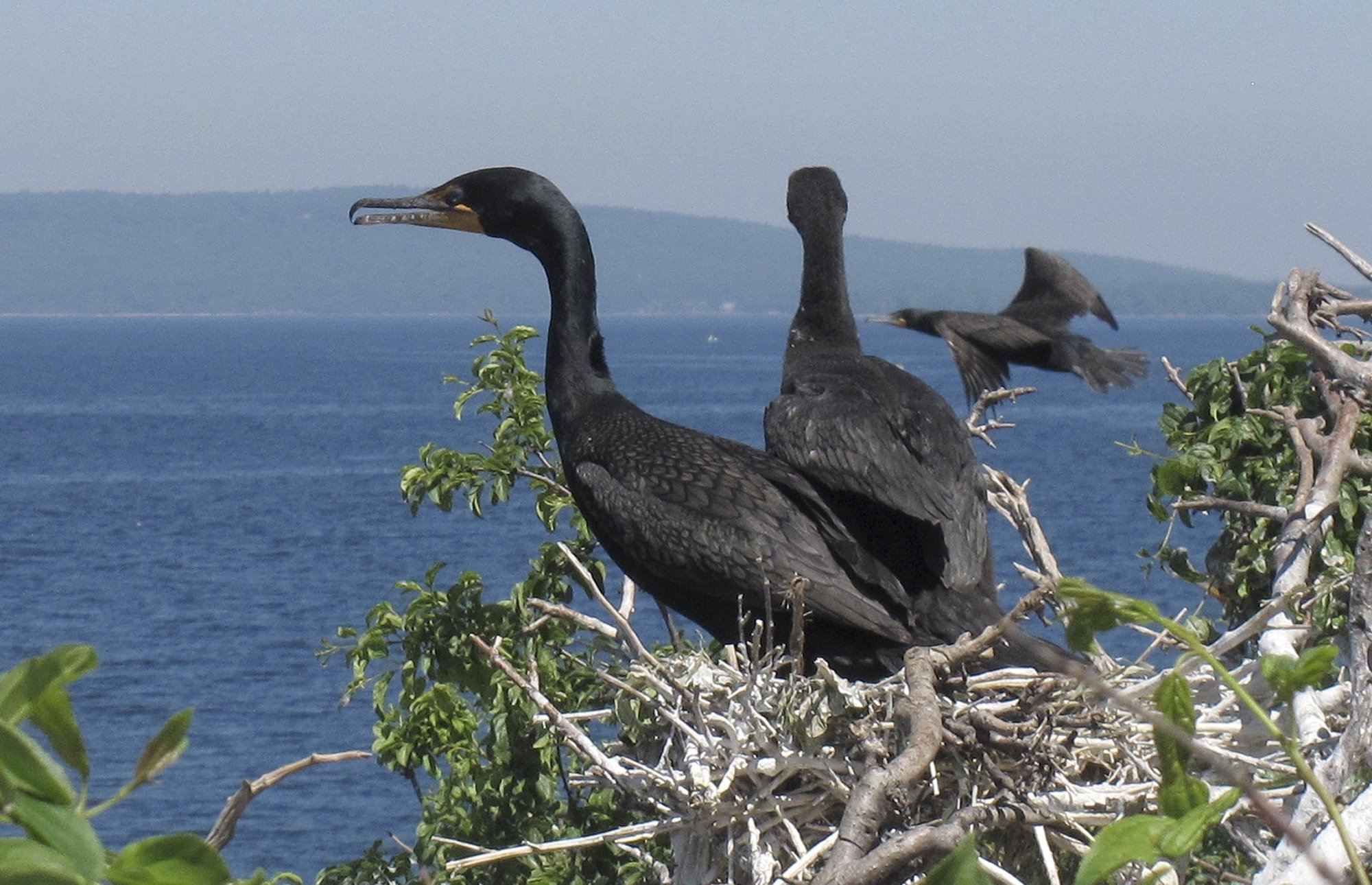 Cormorants get down to business again 97 Cormorants get down to business again 4