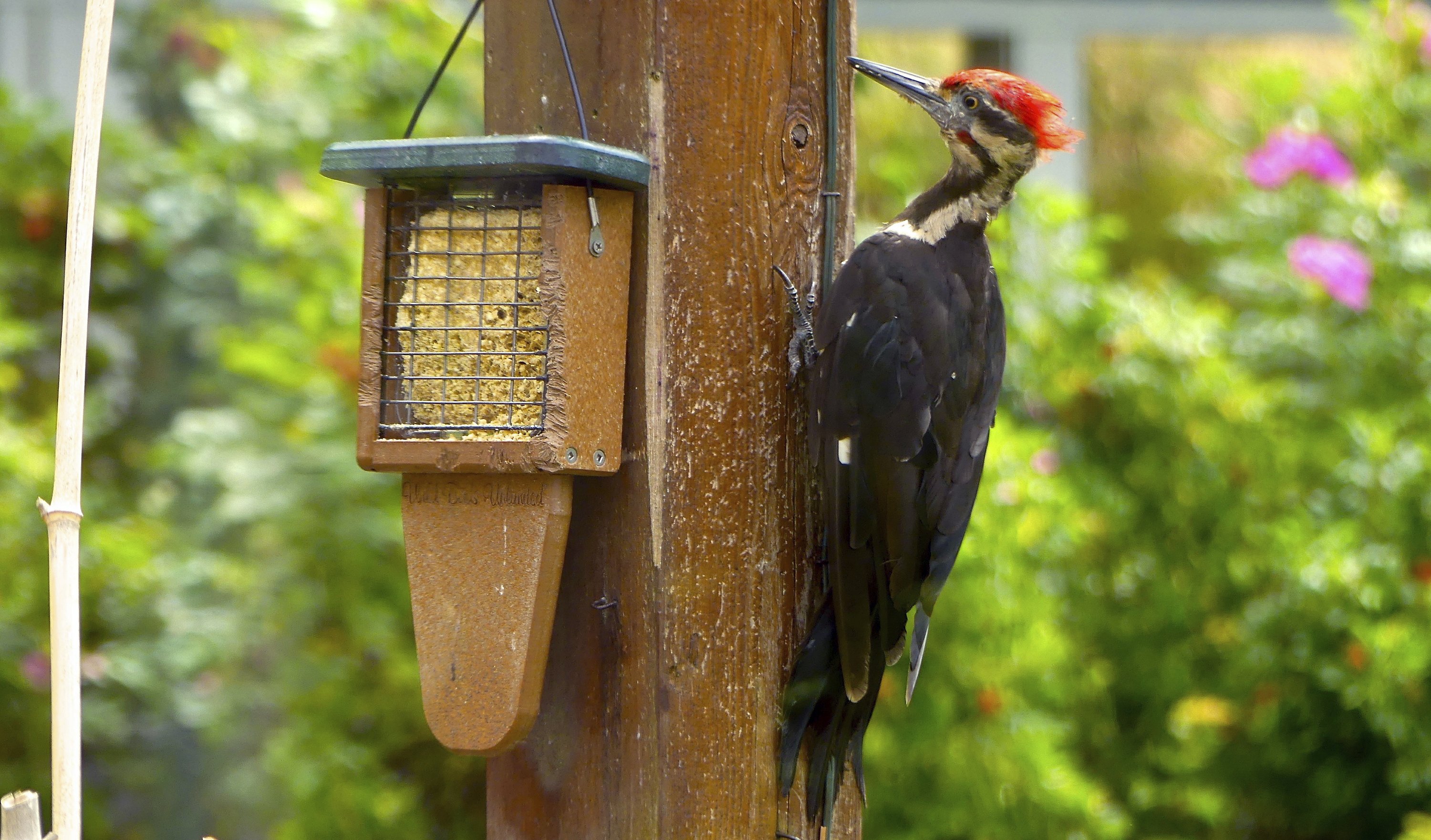 Woodpecker damage? Try scare tactics, redirection