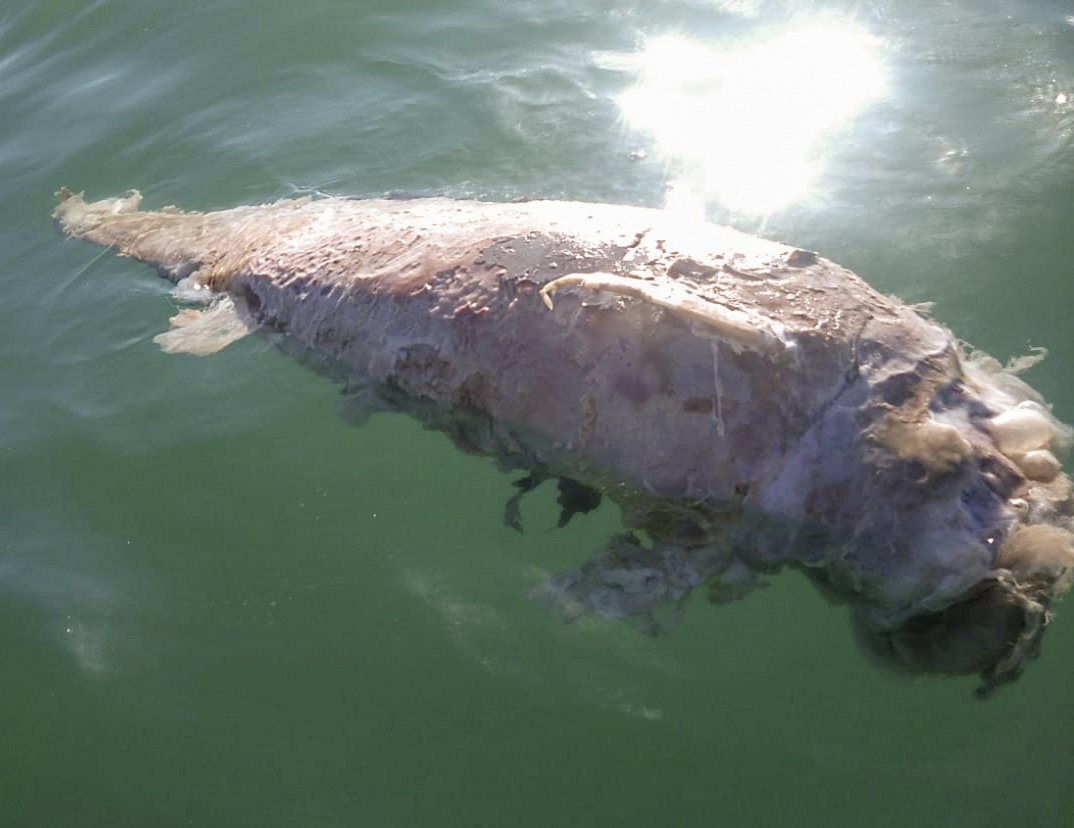 Mexico Hallan Posibles Restos De Una Vaquita Marina