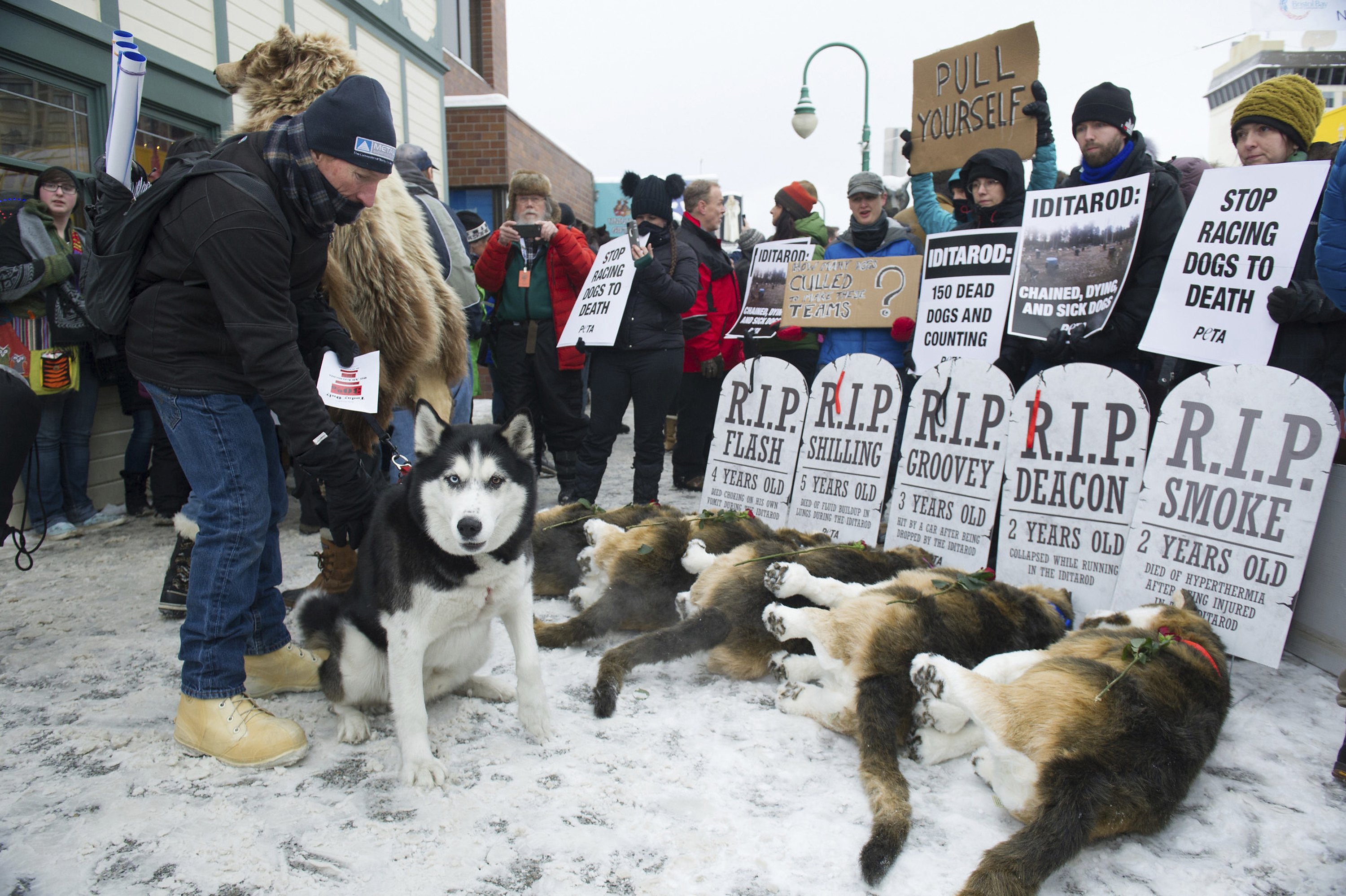 Iditarod board approves rule changes for dog deaths in race AP News