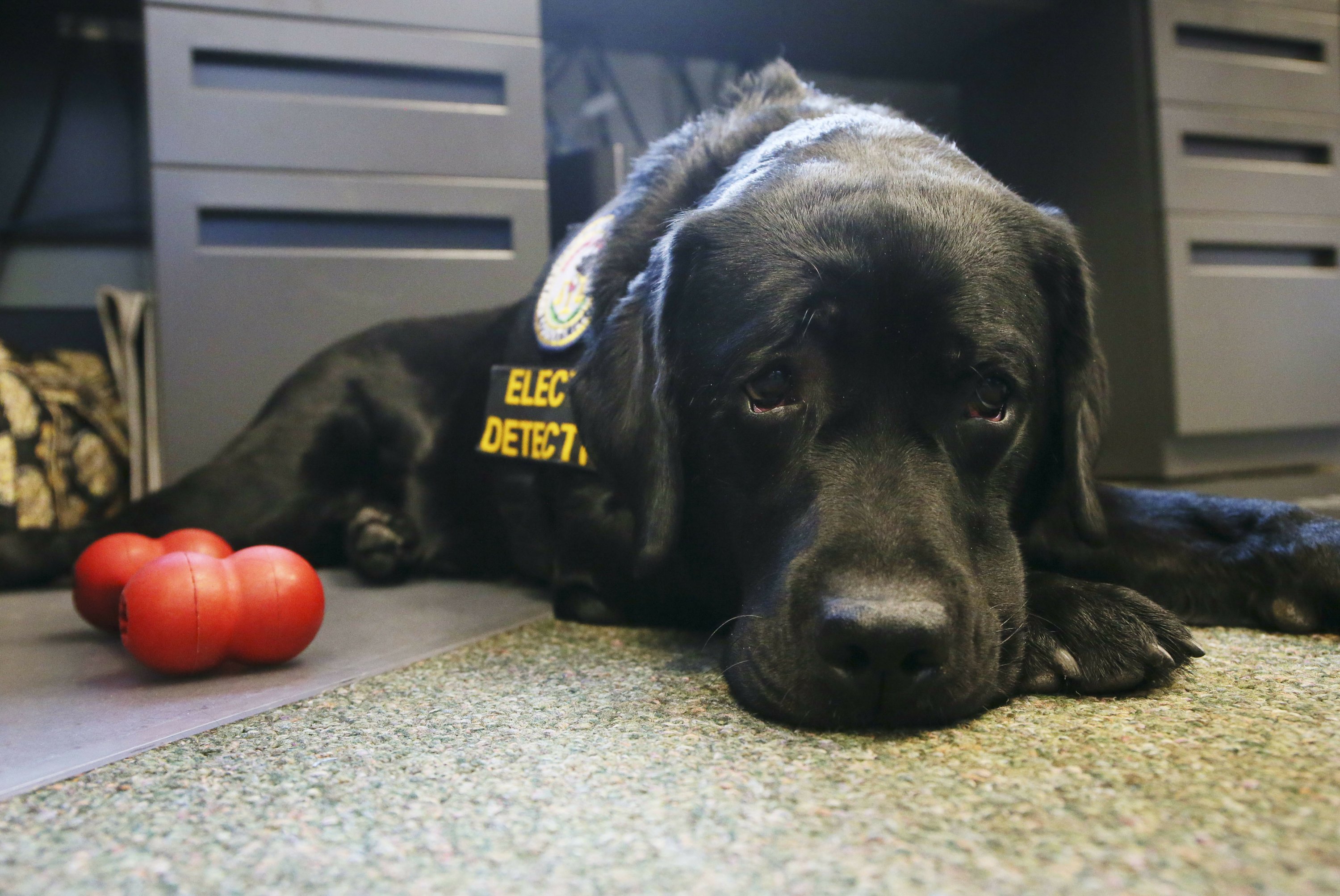 Illinois uses electronic-sniffing dog for child porn cases
