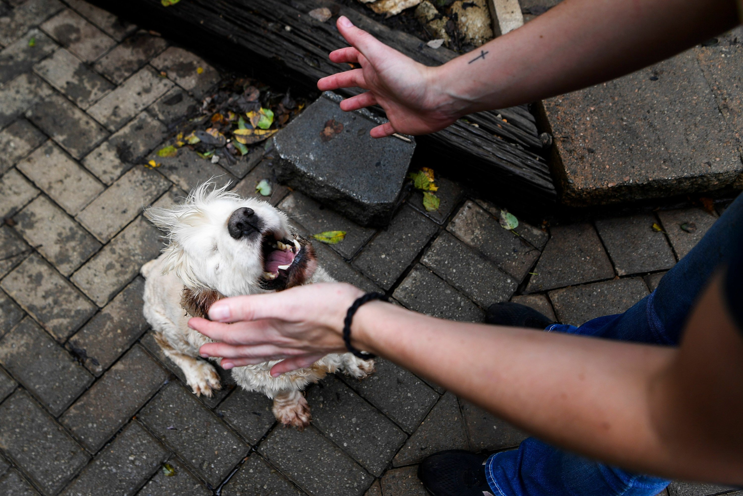 how-this-senior-dog-sanctuary-became-an-internet-sensation-ap-news