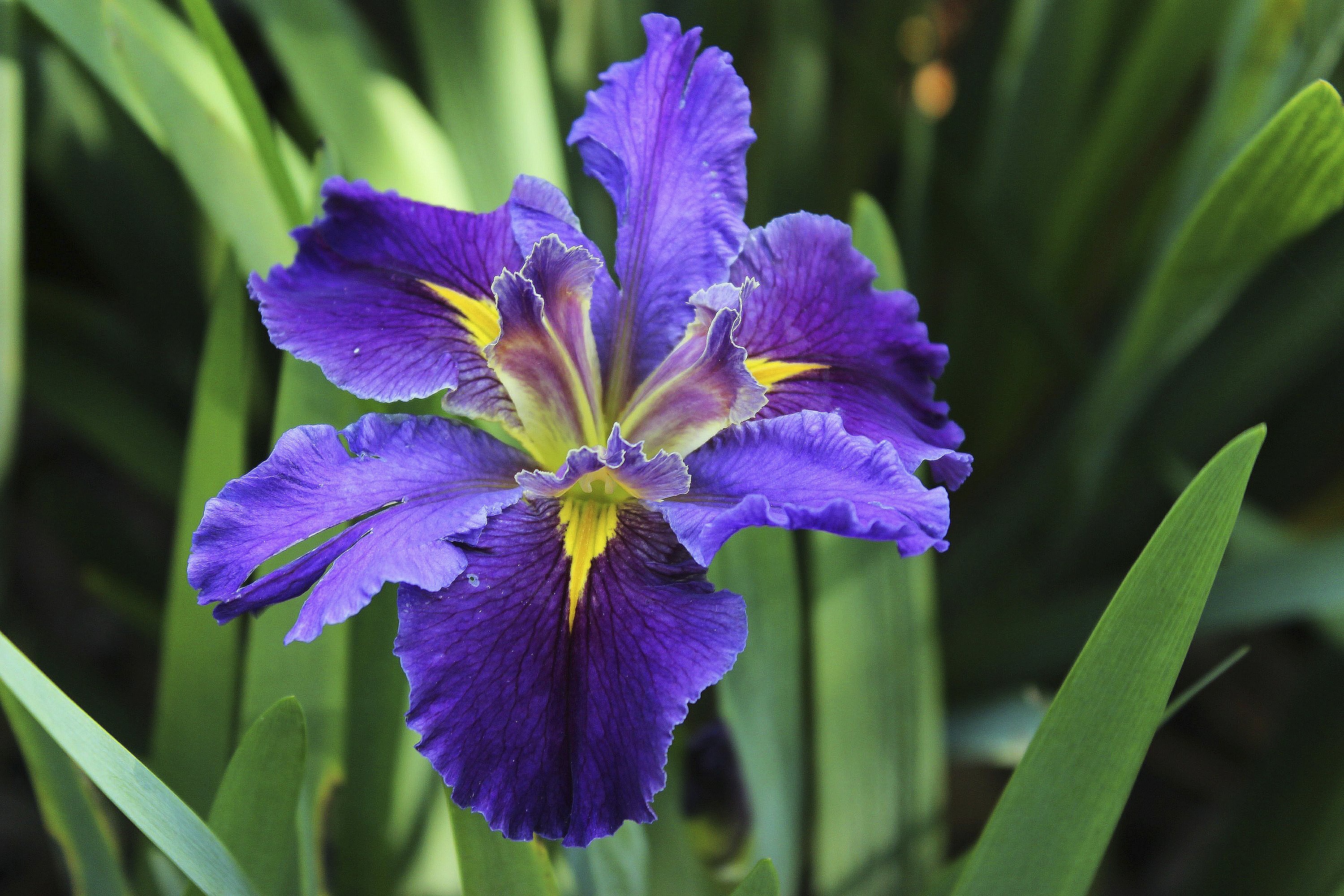 Louisiana Irises - Iris giganticaerulea