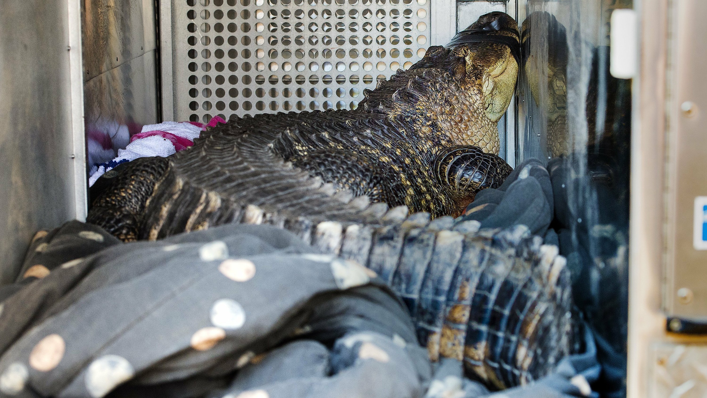 Surprise Large Alligator Found In Kansas City Hot Tub