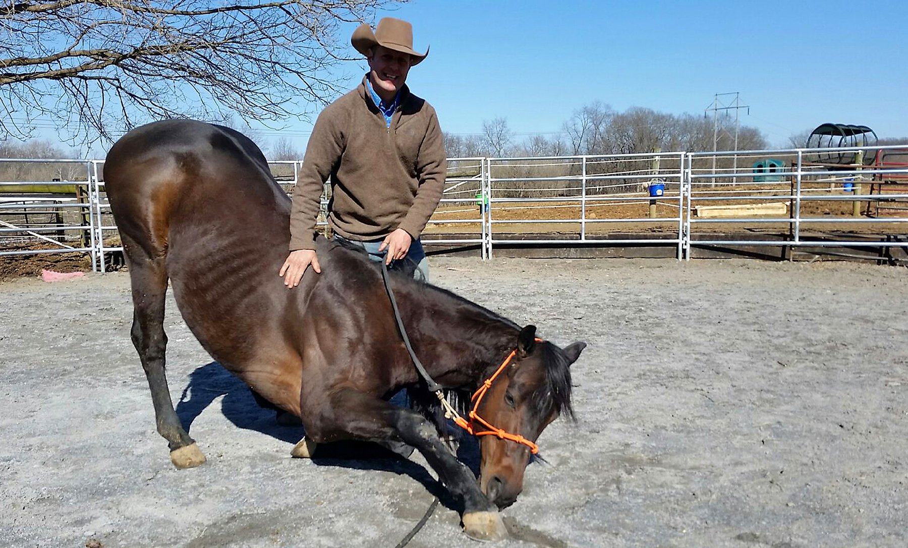 Bound for slaughter, Maryland horse instead achieves stardom