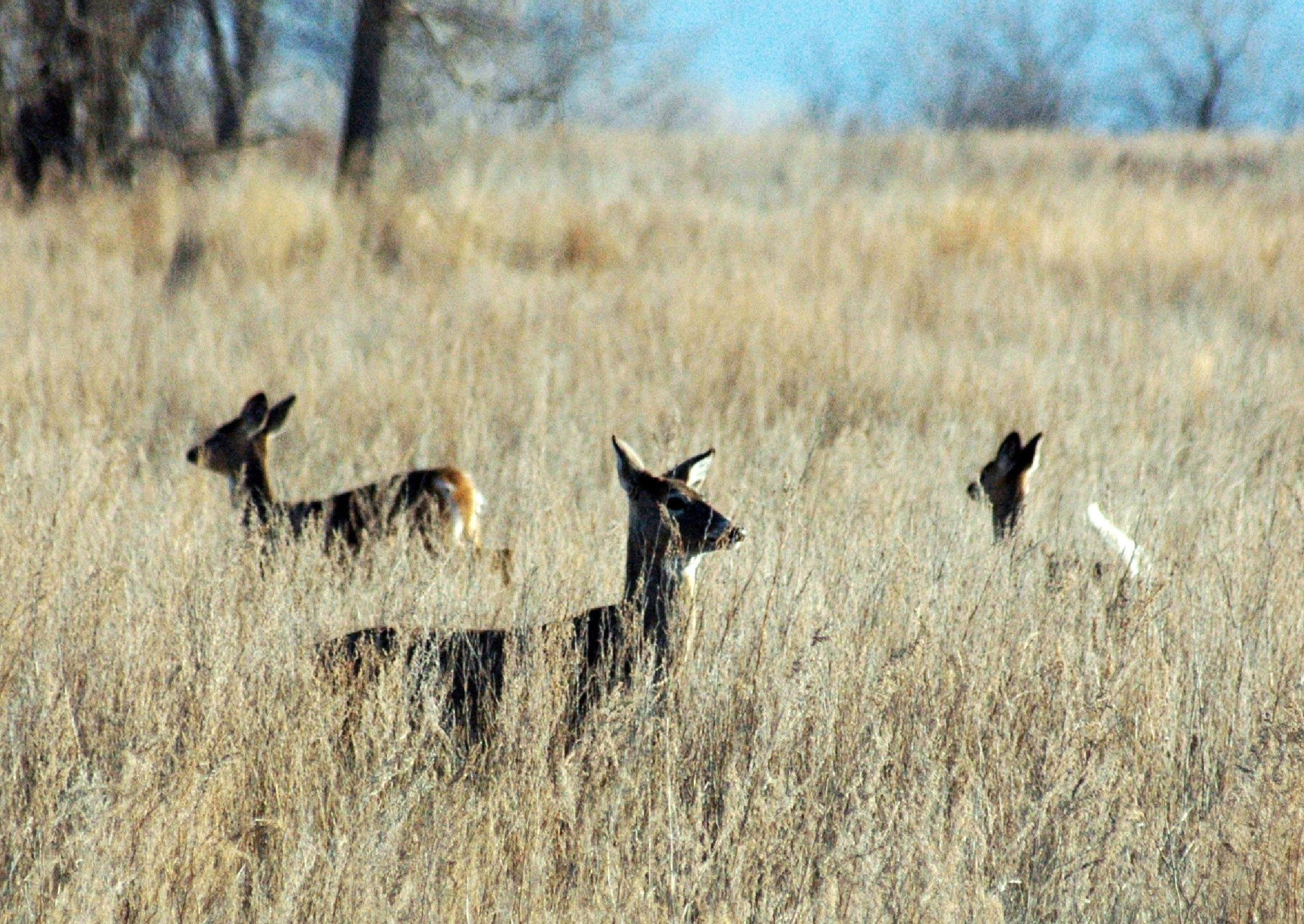 Big jump this year for North Dakota deer hunting licenses AP News