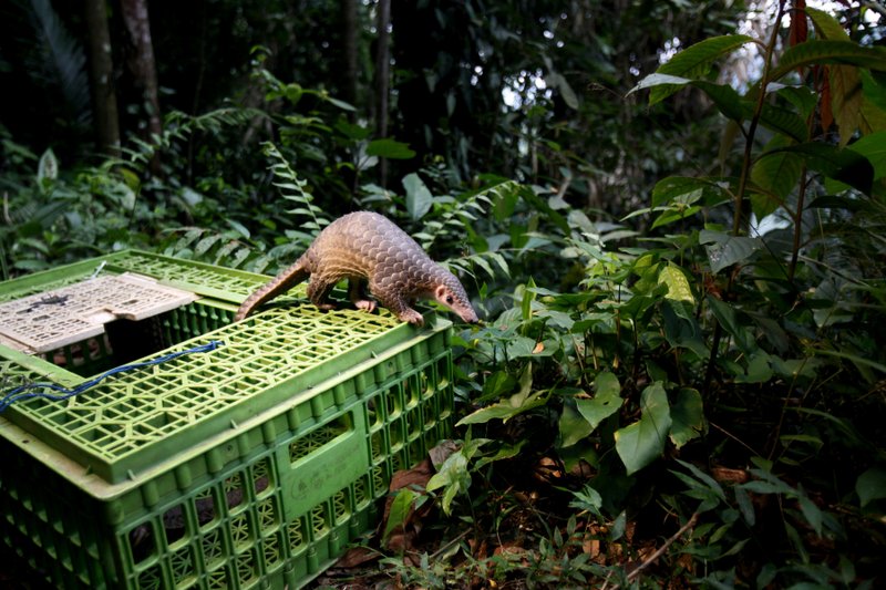 New Ban On Pangolin Trade May Help Most Trafficked Mammal New Ban On Pangolin Trade May Help Most Trafficked Mammal