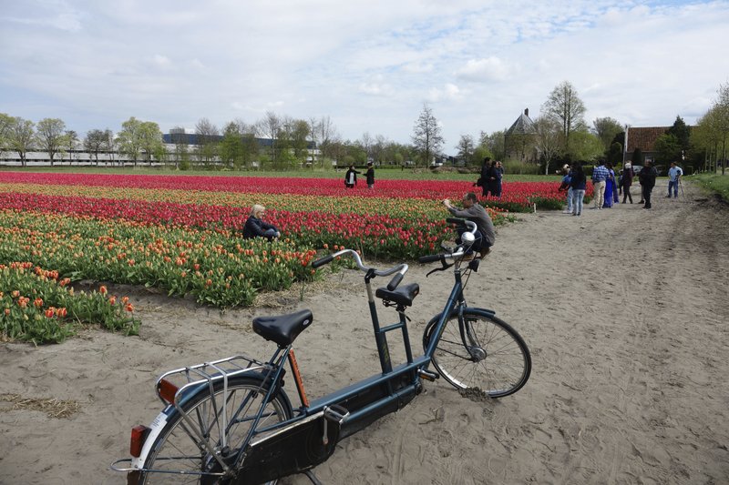 Natures Pageantry On Display During Dutch Tulip Season Natures Pageantry On Display During Dutch Tulip Season