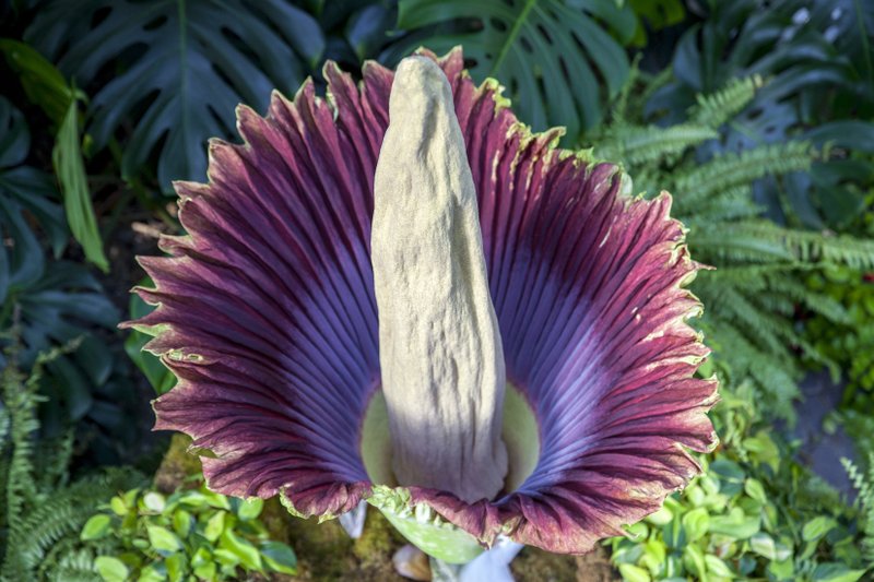 Stinky Corpse Flower In Full Bloom At Michigan Garden
