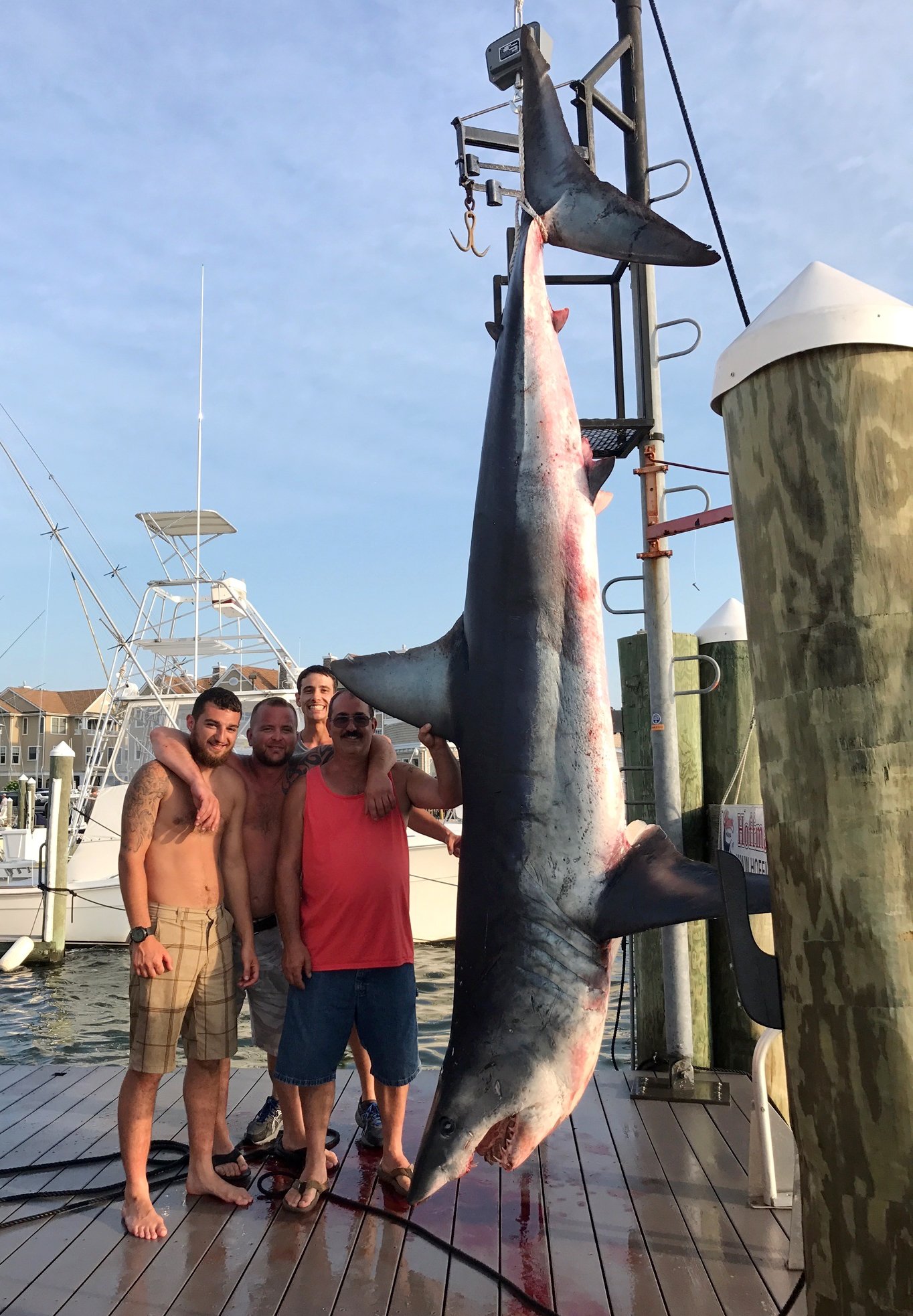 Fishing crew catches 926-pound shark off New Jersey coast | AP News