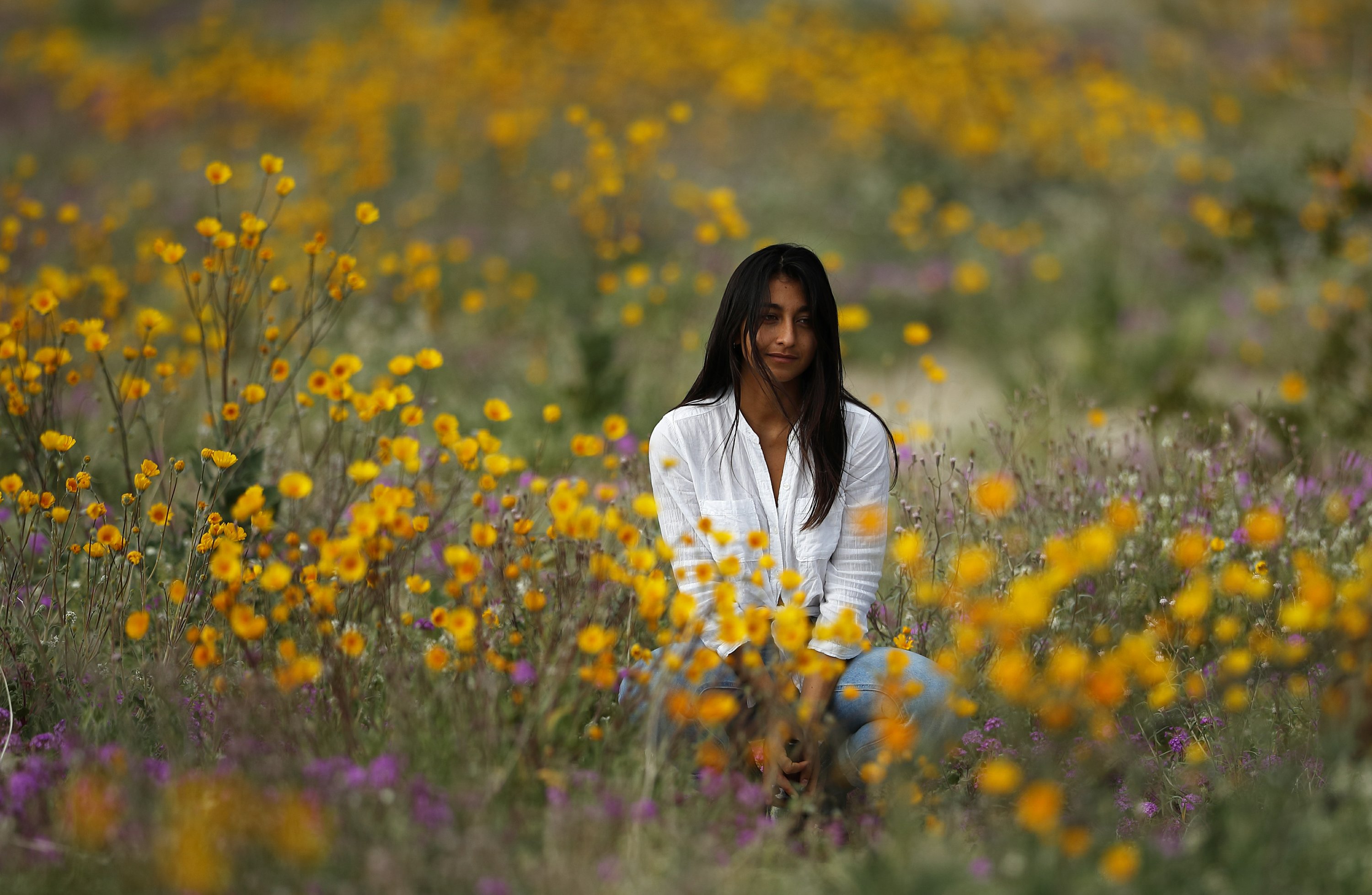 Lluvias tapizan California con flores silvestres | AP News