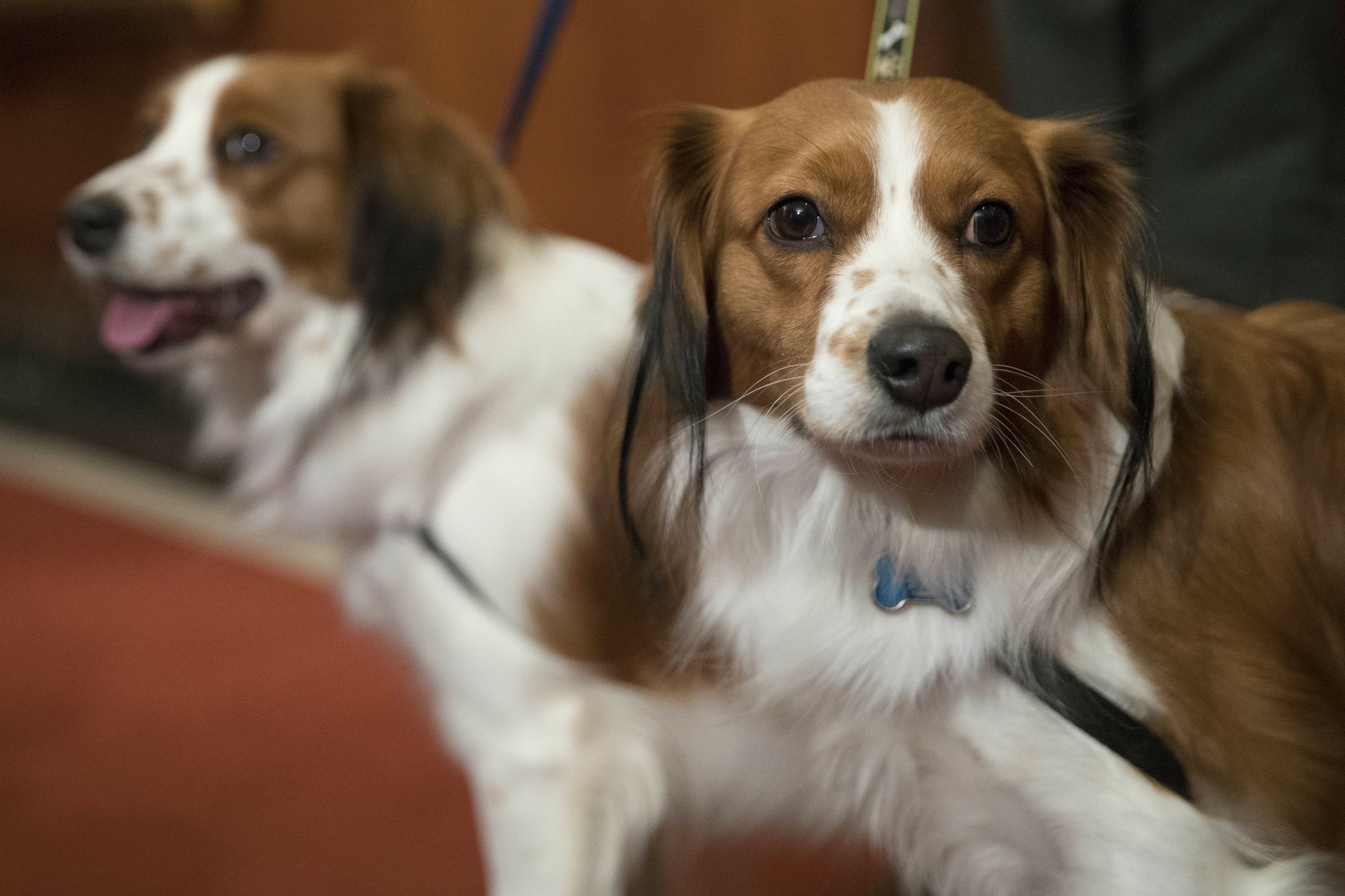 Dog Meet Dog American Kennel Club Adds 2 Breeds To Roster