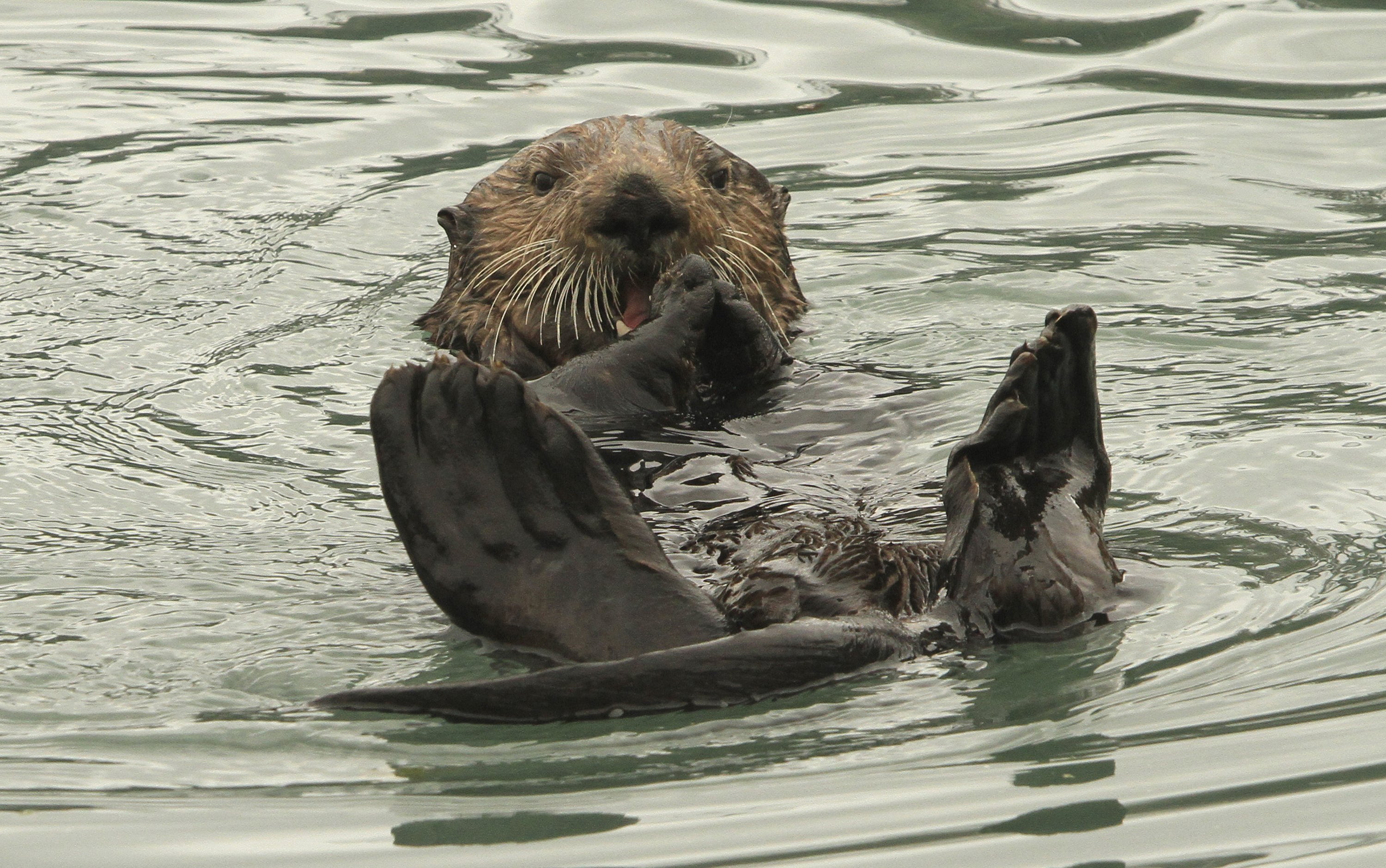 Alaska fishermen: Sea otter comeback is eating into profits