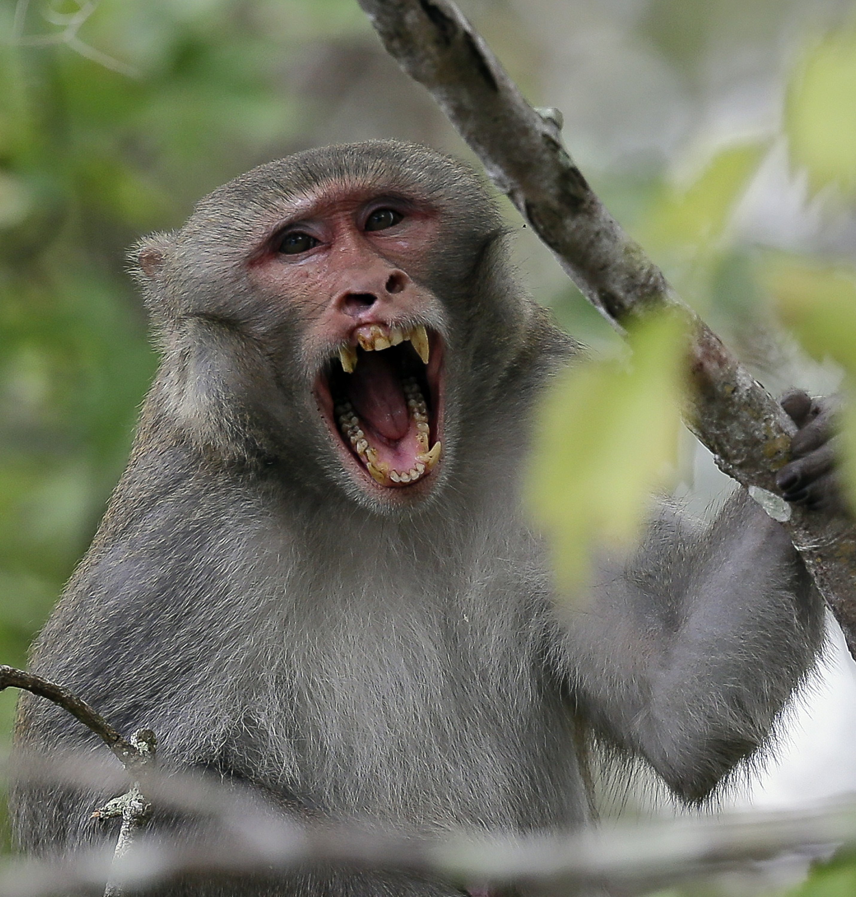 Monkey killed. Обезьяны. Африканские обезьяны. Дикая обезьяна. Африканская макака.