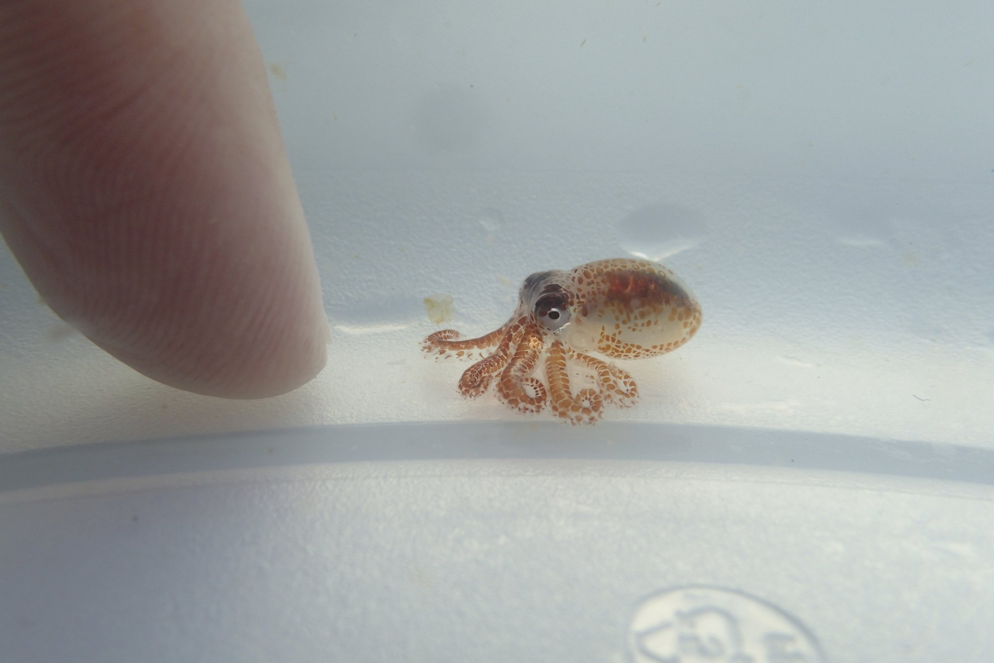 Image result for Baby octopuses discovered on floating trash in Hawaii